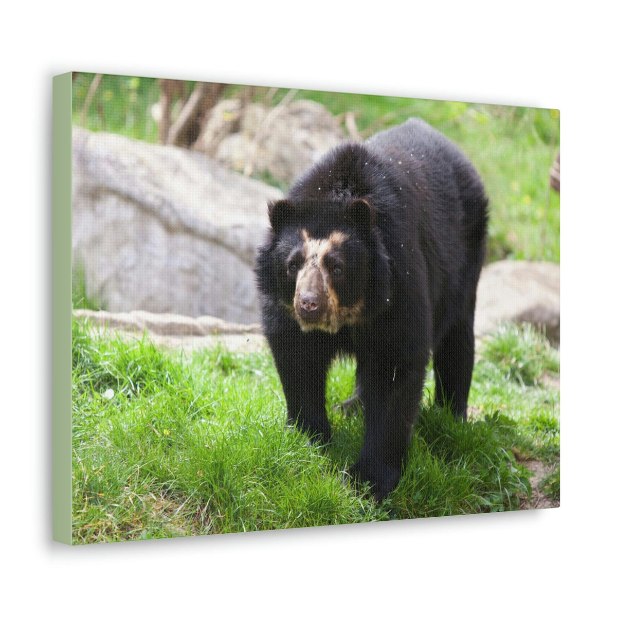 Scripture Walls Spectacled Bear Hunting Spectacled Bear on Hunt Print Animal Wall Art Wildlife Canvas Prints Wall Art Ready to Hang Unframed-Express Your Love Gifts