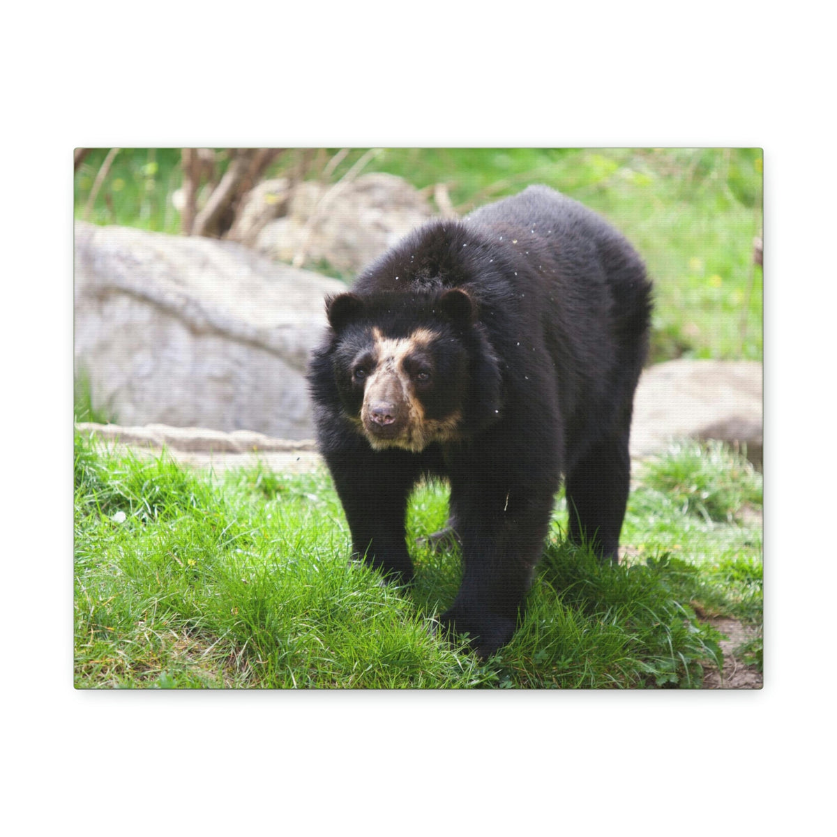 Scripture Walls Spectacled Bear Hunting Spectacled Bear on Hunt Print Animal Wall Art Wildlife Canvas Prints Wall Art Ready to Hang Unframed-Express Your Love Gifts