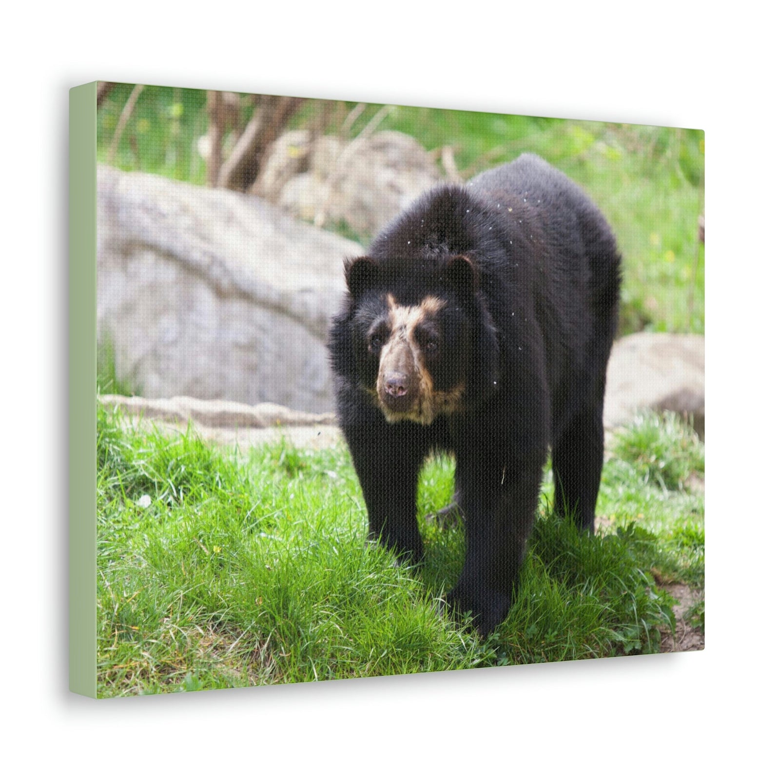 Scripture Walls Spectacled Bear Hunting Spectacled Bear on Hunt Print Animal Wall Art Wildlife Canvas Prints Wall Art Ready to Hang Unframed-Express Your Love Gifts