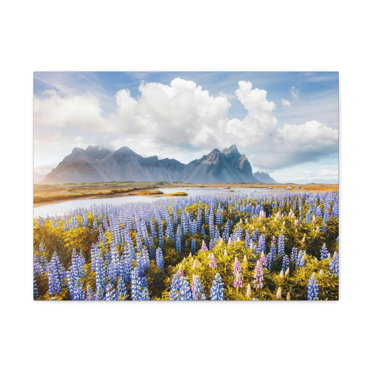 Splendid Lupine Flower on Sunny Day Scene Beautiful Surprising and Shocking Beauty Nature Scene View of Mountain in Flower Garden Wall Art Ready to Hang Unframed-Express Your Love Gifts