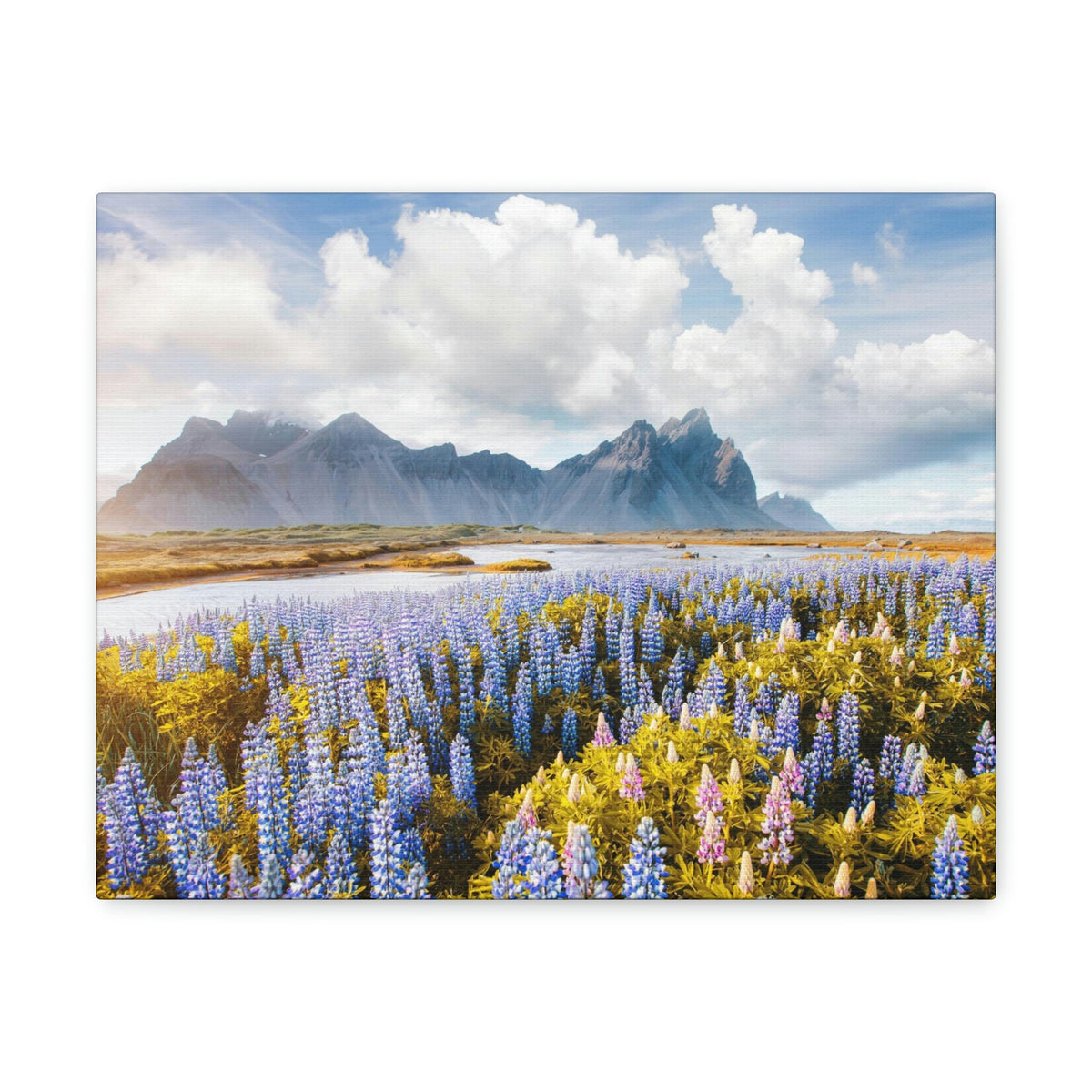 Splendid Lupine Flower on Sunny Day Scene Beautiful Surprising and Shocking Beauty Nature Scene View of Mountain in Flower Garden Wall Art Ready to Hang Unframed-Express Your Love Gifts