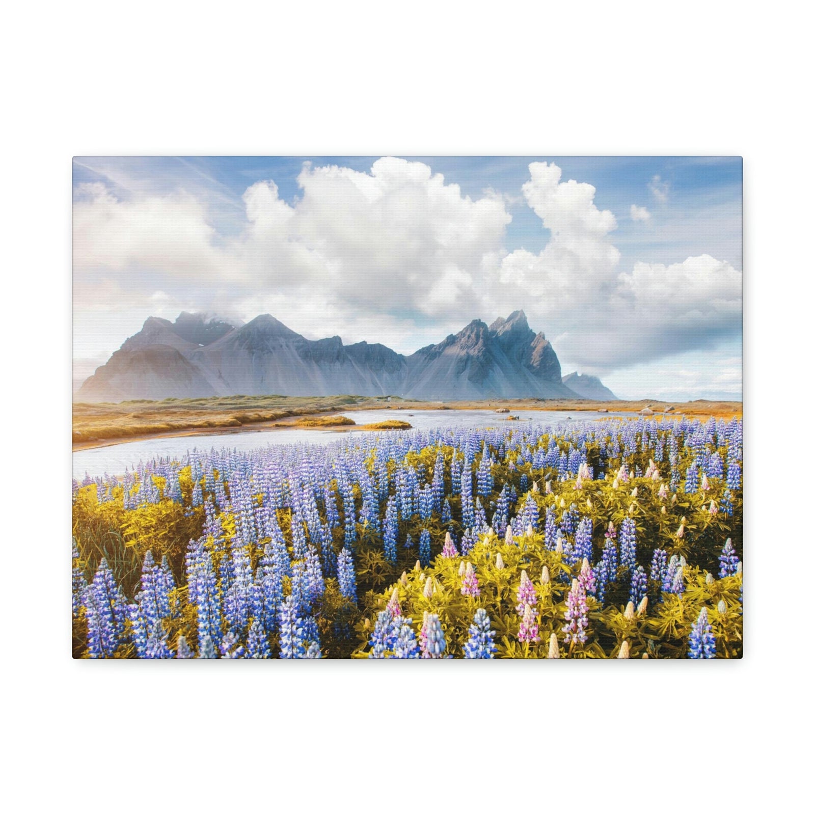 Splendid Lupine Flower on Sunny Day Scene Beautiful Surprising and Shocking Beauty Nature Scene View of Mountain in Flower Garden Wall Art Ready to Hang Unframed-Express Your Love Gifts