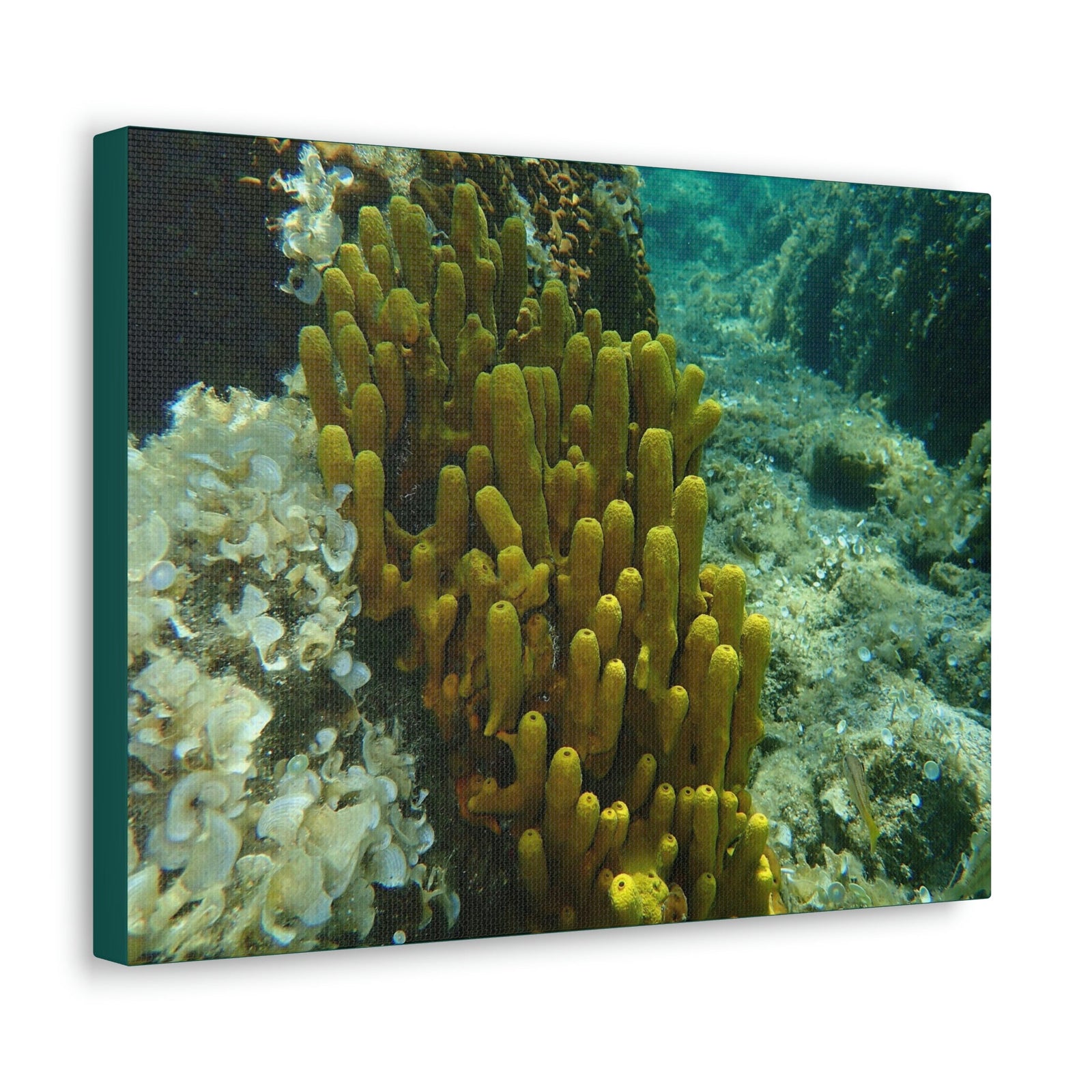 Scripture Walls Sponge Group Sponge Troop Print Animal Wall Art Wildlife Canvas Prints Wall Art Ready to Hang Unframed-Express Your Love Gifts