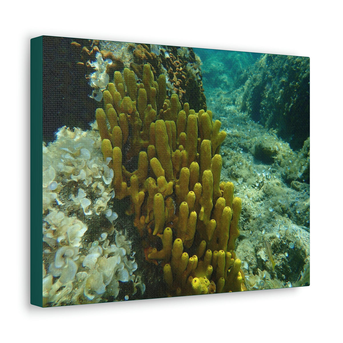Scripture Walls Sponge Group Sponge Troop Print Animal Wall Art Wildlife Canvas Prints Wall Art Ready to Hang Unframed-Express Your Love Gifts