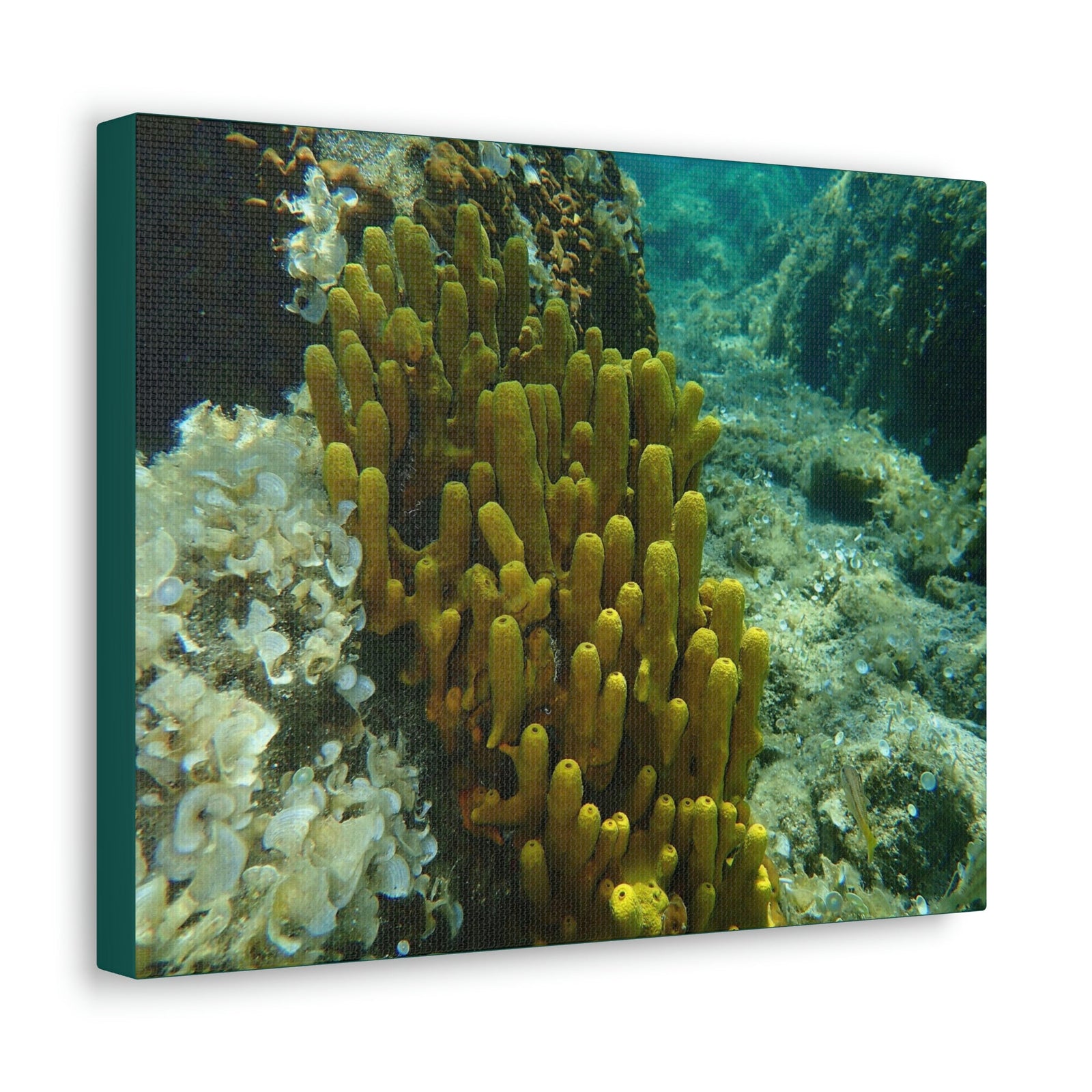 Scripture Walls Sponge Group Sponge Troop Print Animal Wall Art Wildlife Canvas Prints Wall Art Ready to Hang Unframed-Express Your Love Gifts