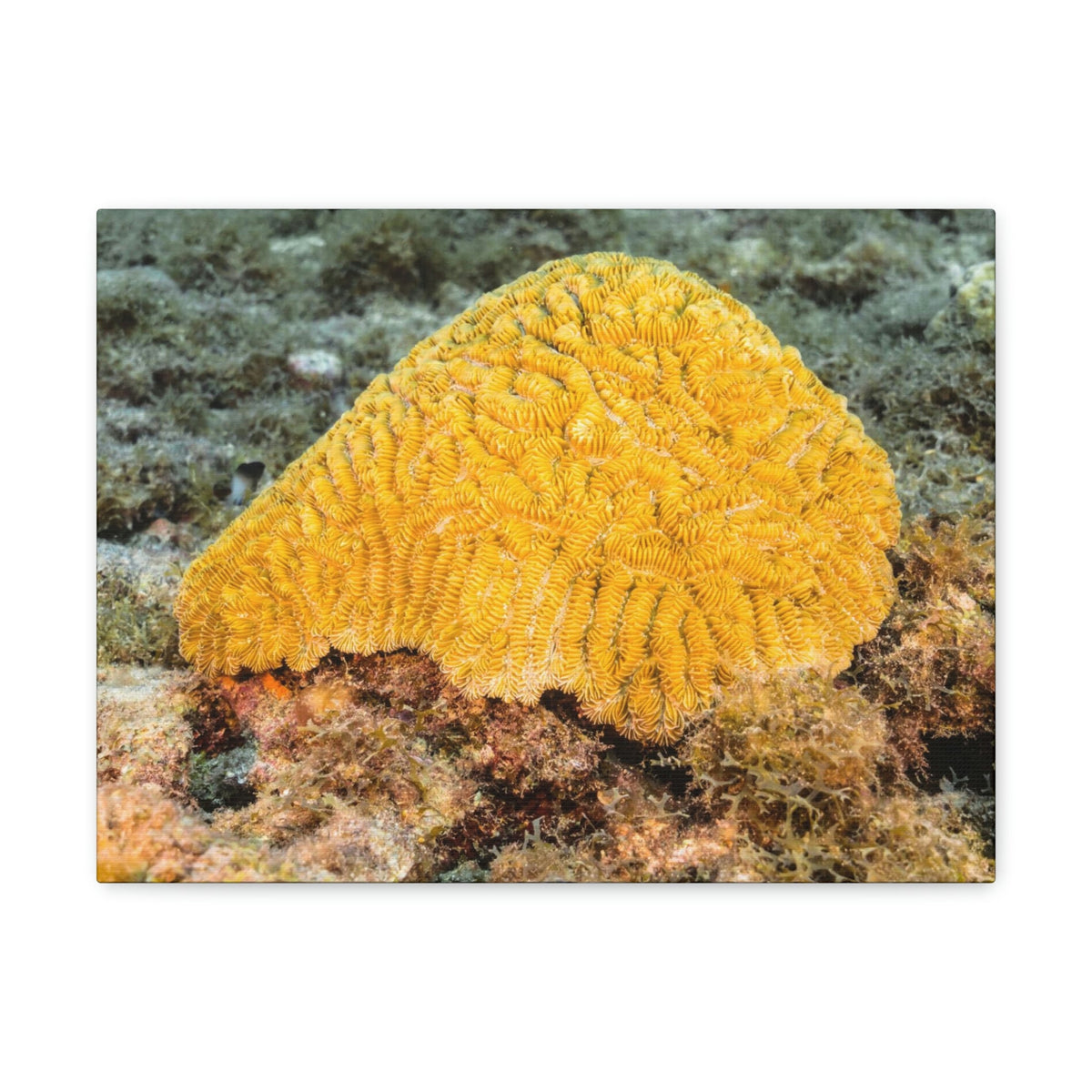 Scripture Walls Sponge Hunting Sponge on Hunt Print Animal Wall Art Wildlife Canvas Prints Wall Art Ready to Hang Unframed-Express Your Love Gifts