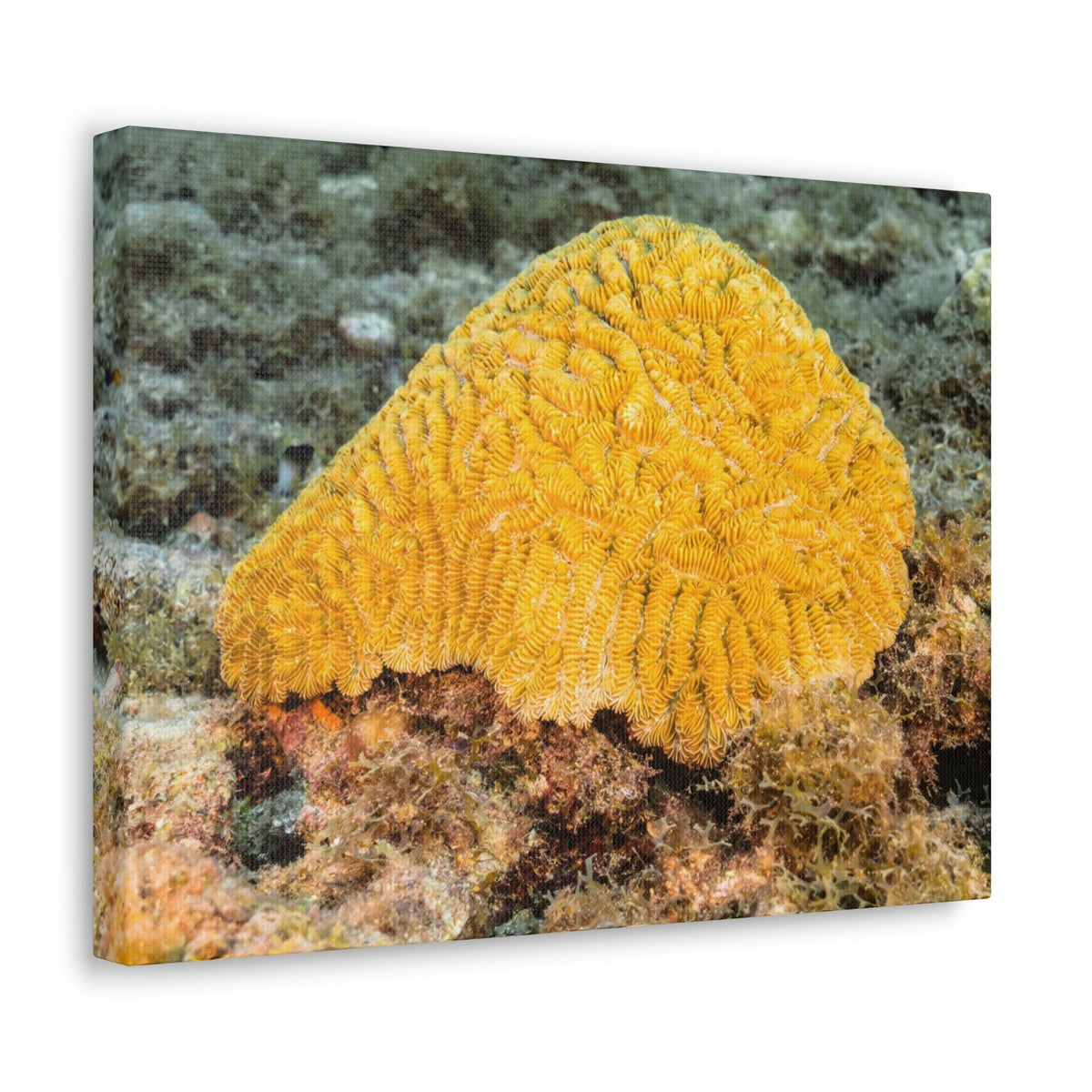 Scripture Walls Sponge Hunting Sponge on Hunt Print Animal Wall Art Wildlife Canvas Prints Wall Art Ready to Hang Unframed-Express Your Love Gifts