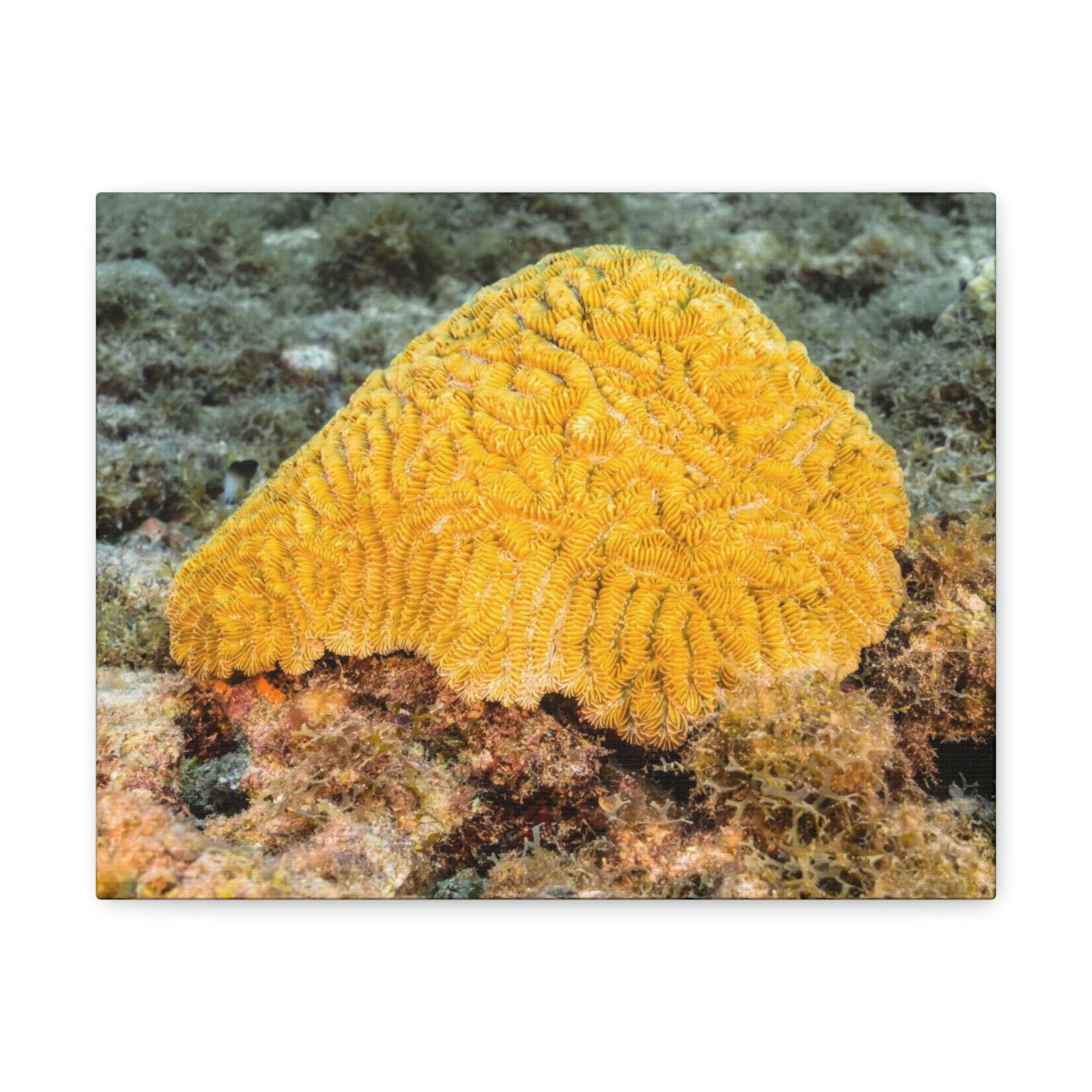 Scripture Walls Sponge Hunting Sponge on Hunt Print Animal Wall Art Wildlife Canvas Prints Wall Art Ready to Hang Unframed-Express Your Love Gifts