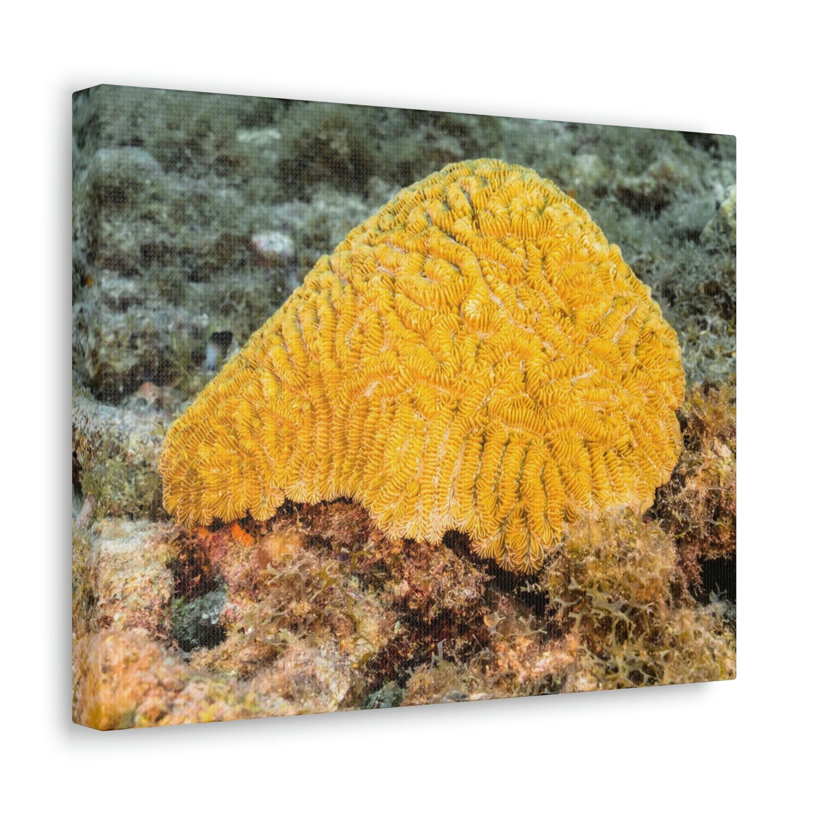 Scripture Walls Sponge Hunting Sponge on Hunt Print Animal Wall Art Wildlife Canvas Prints Wall Art Ready to Hang Unframed-Express Your Love Gifts