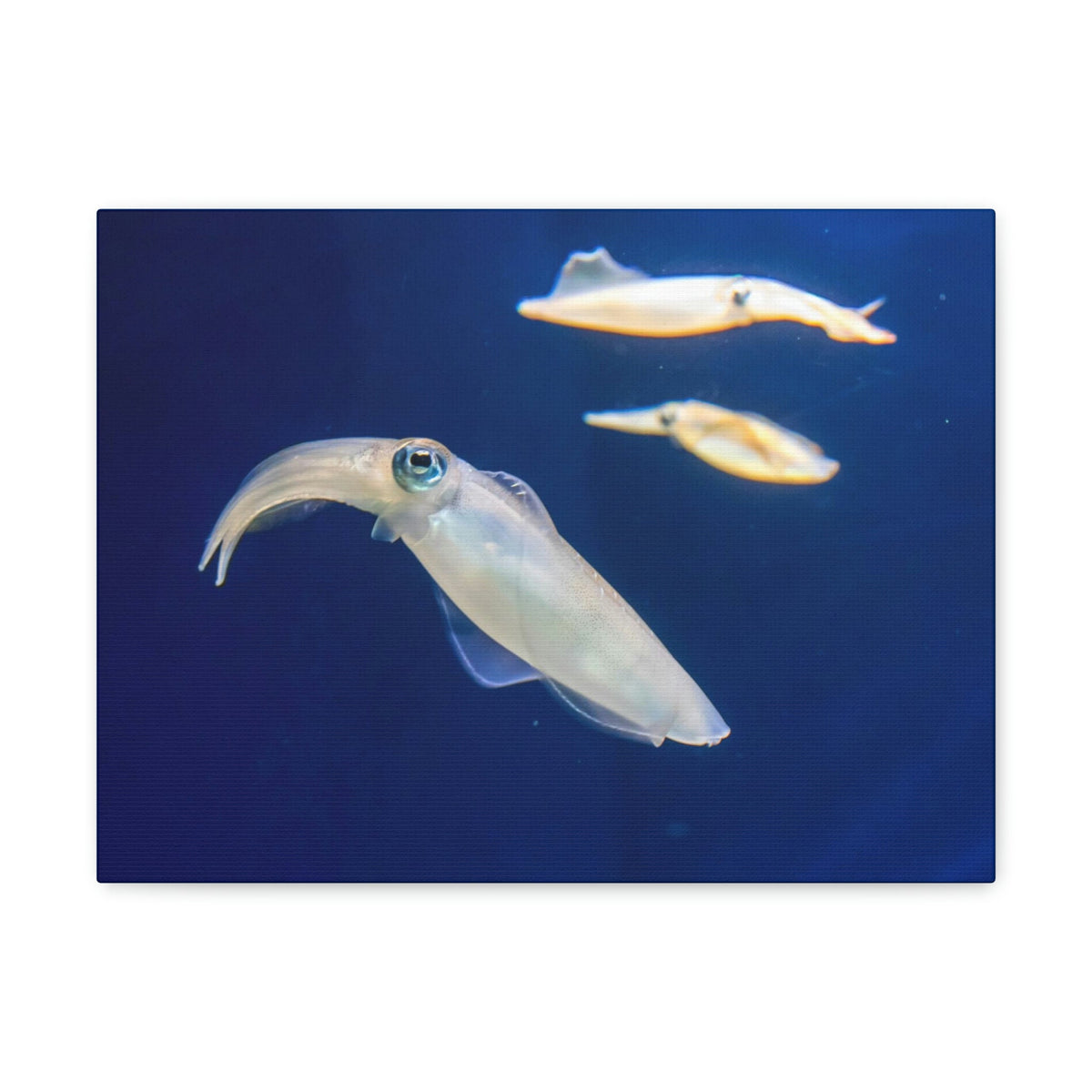 Scripture Walls Squid Group Squid Troop Print Animal Wall Art Wildlife Canvas Prints Wall Art Ready to Hang Unframed-Express Your Love Gifts