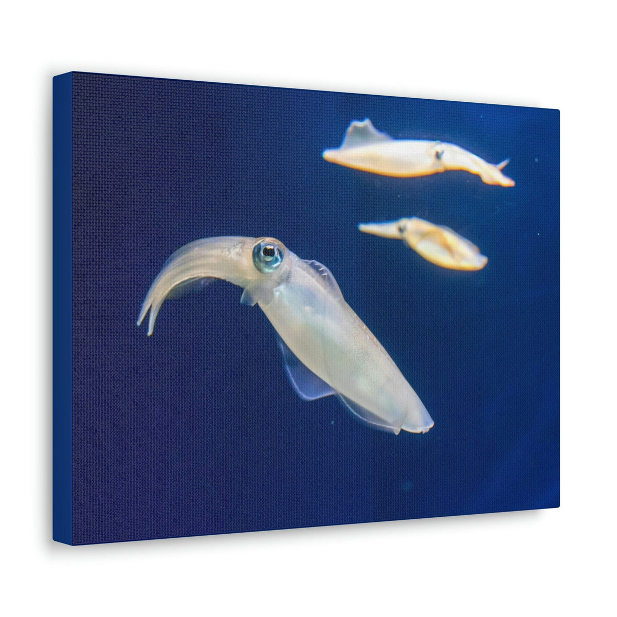 Scripture Walls Squid Group Squid Troop Print Animal Wall Art Wildlife Canvas Prints Wall Art Ready to Hang Unframed-Express Your Love Gifts