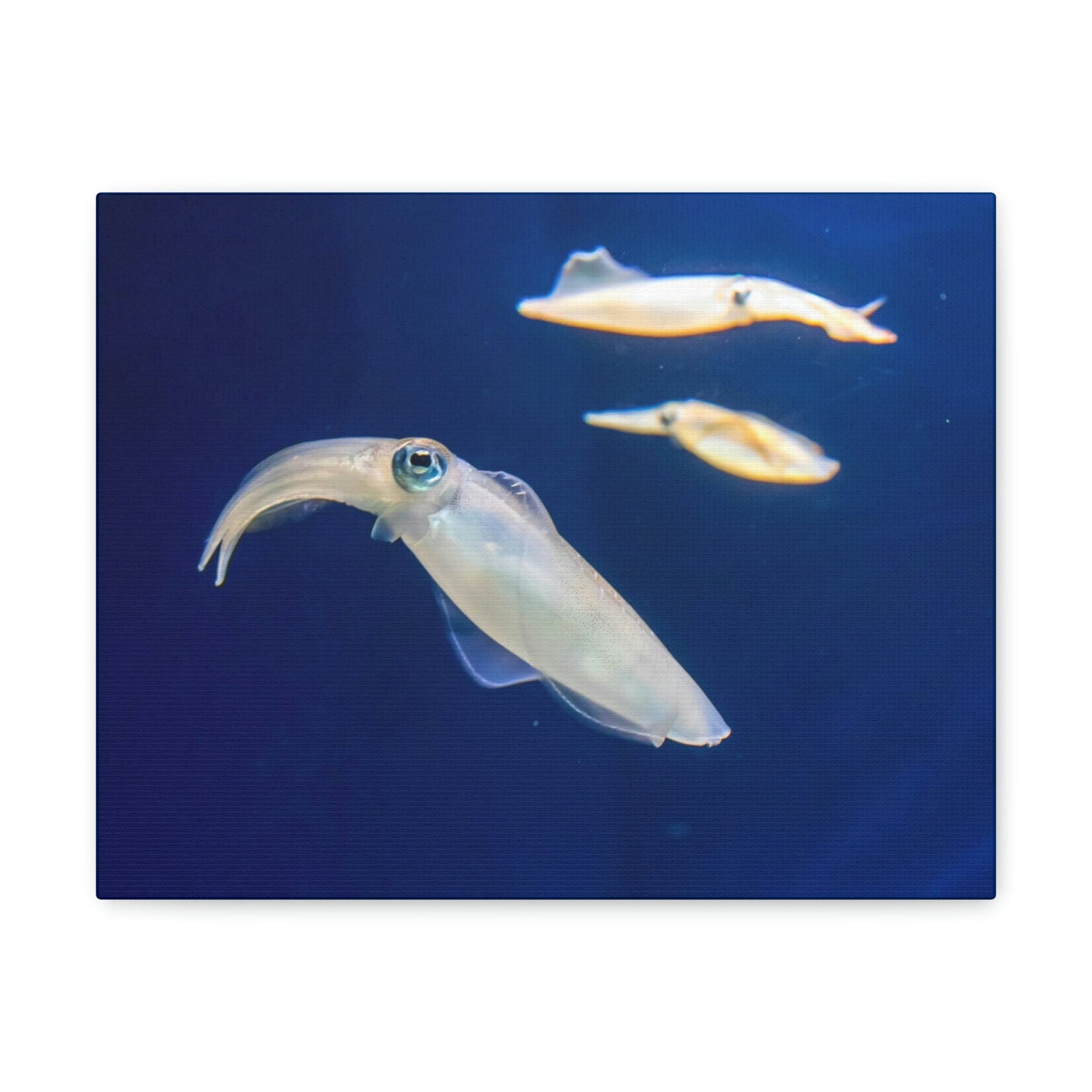Scripture Walls Squid Group Squid Troop Print Animal Wall Art Wildlife Canvas Prints Wall Art Ready to Hang Unframed-Express Your Love Gifts