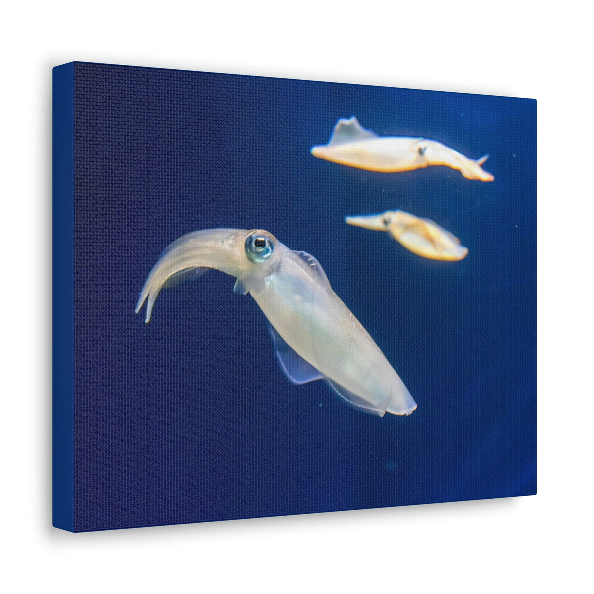 Scripture Walls Squid Group Squid Troop Print Animal Wall Art Wildlife Canvas Prints Wall Art Ready to Hang Unframed-Express Your Love Gifts