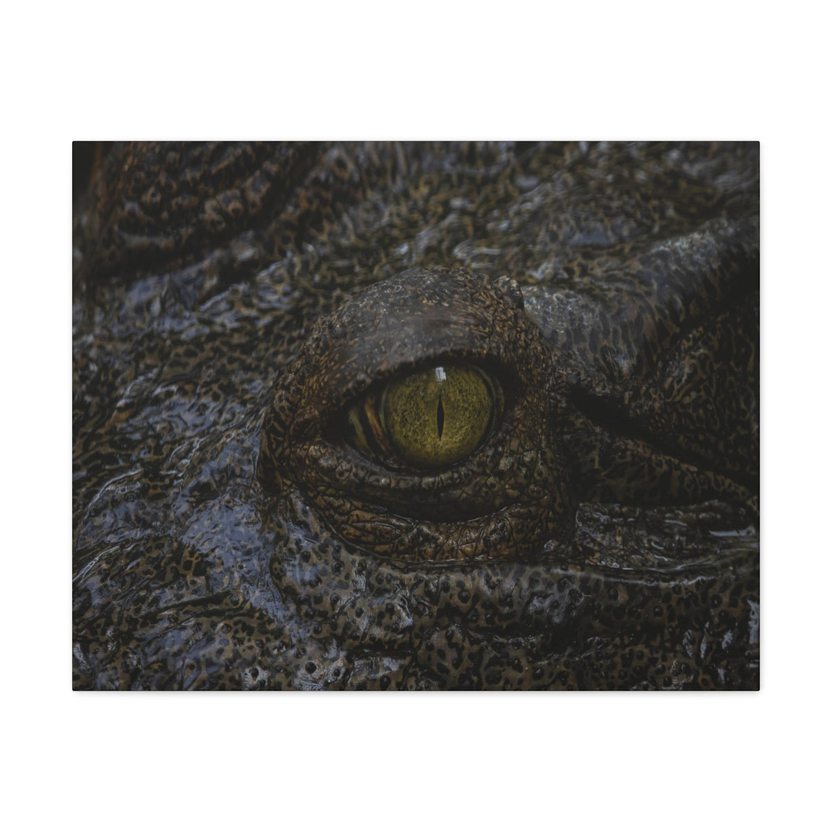 Staring Alligator Canvas Gallery Wraps Unframed-Express Your Love Gifts