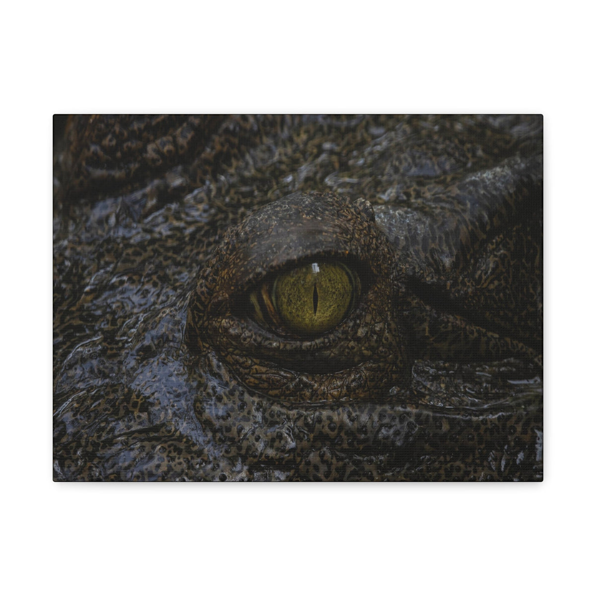 Staring Alligator Canvas Gallery Wraps Unframed-Express Your Love Gifts