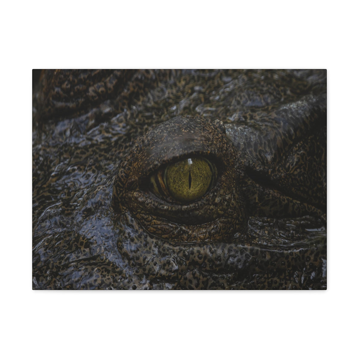 Staring Alligator Canvas Gallery Wraps Unframed-Express Your Love Gifts
