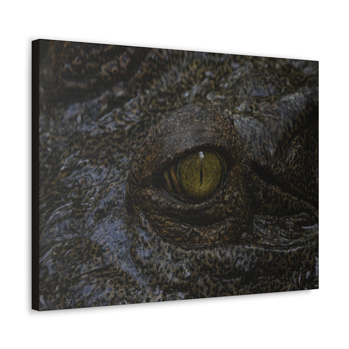 Staring Alligator Canvas Gallery Wraps Unframed-Express Your Love Gifts