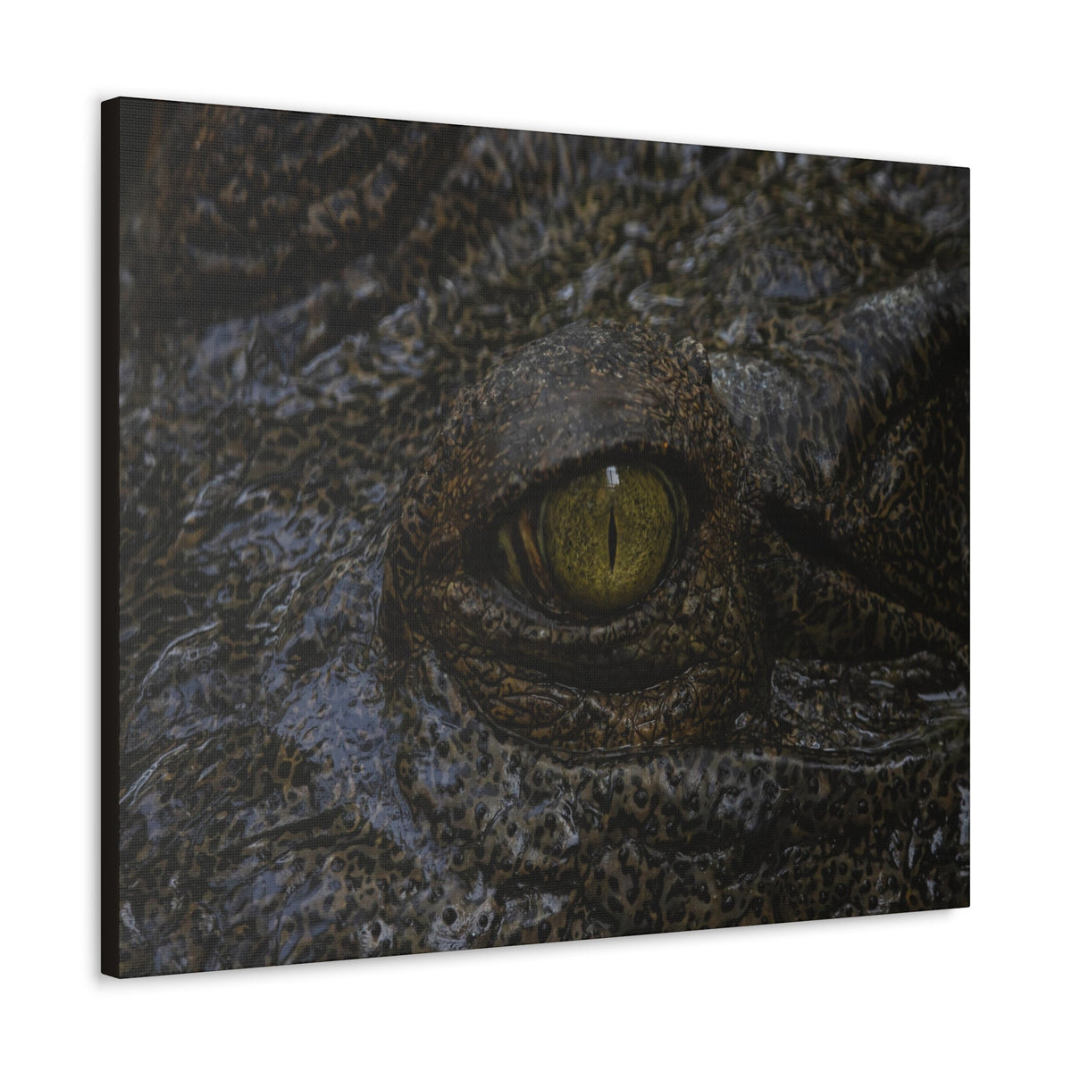 Staring Alligator Canvas Gallery Wraps Unframed-Express Your Love Gifts