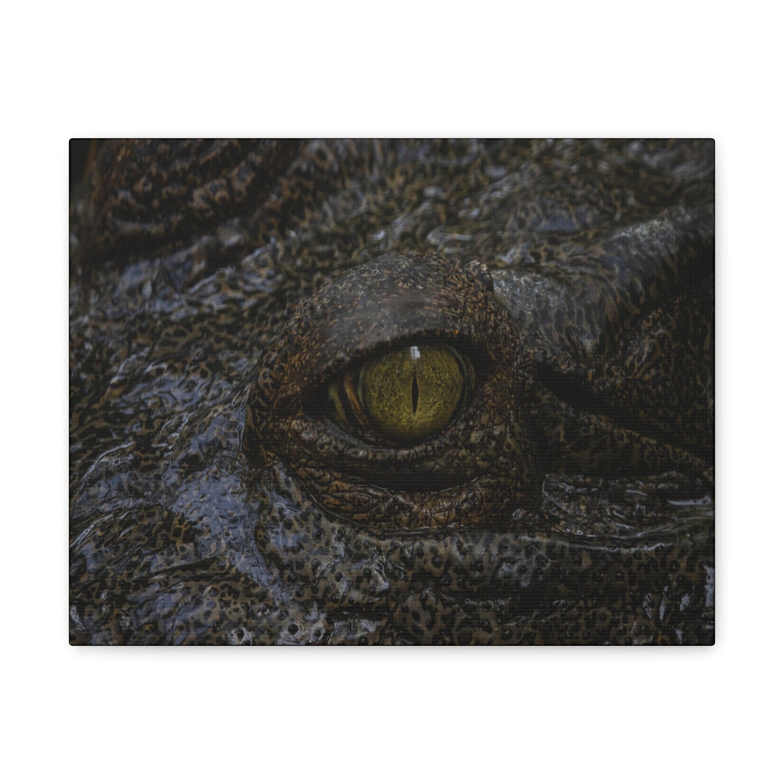Staring Alligator Canvas Gallery Wraps Unframed-Express Your Love Gifts
