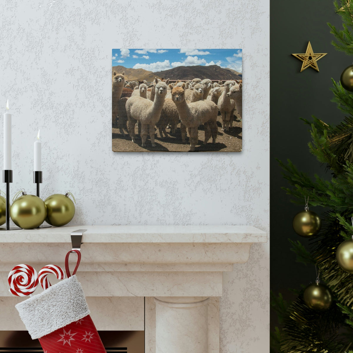 Staring Herd Of Alpaca Say Cheese Alpaca Outside Wall Art Ready To Hang Unframed-Express Your Love Gifts