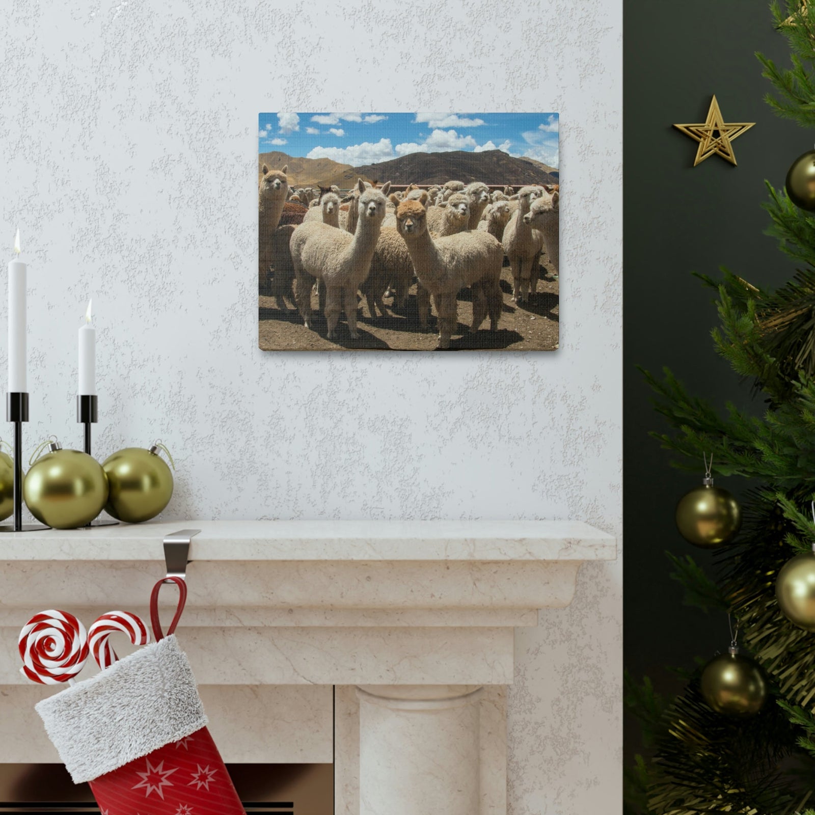 Staring Herd Of Alpaca Say Cheese Alpaca Outside Wall Art Ready To Hang Unframed-Express Your Love Gifts