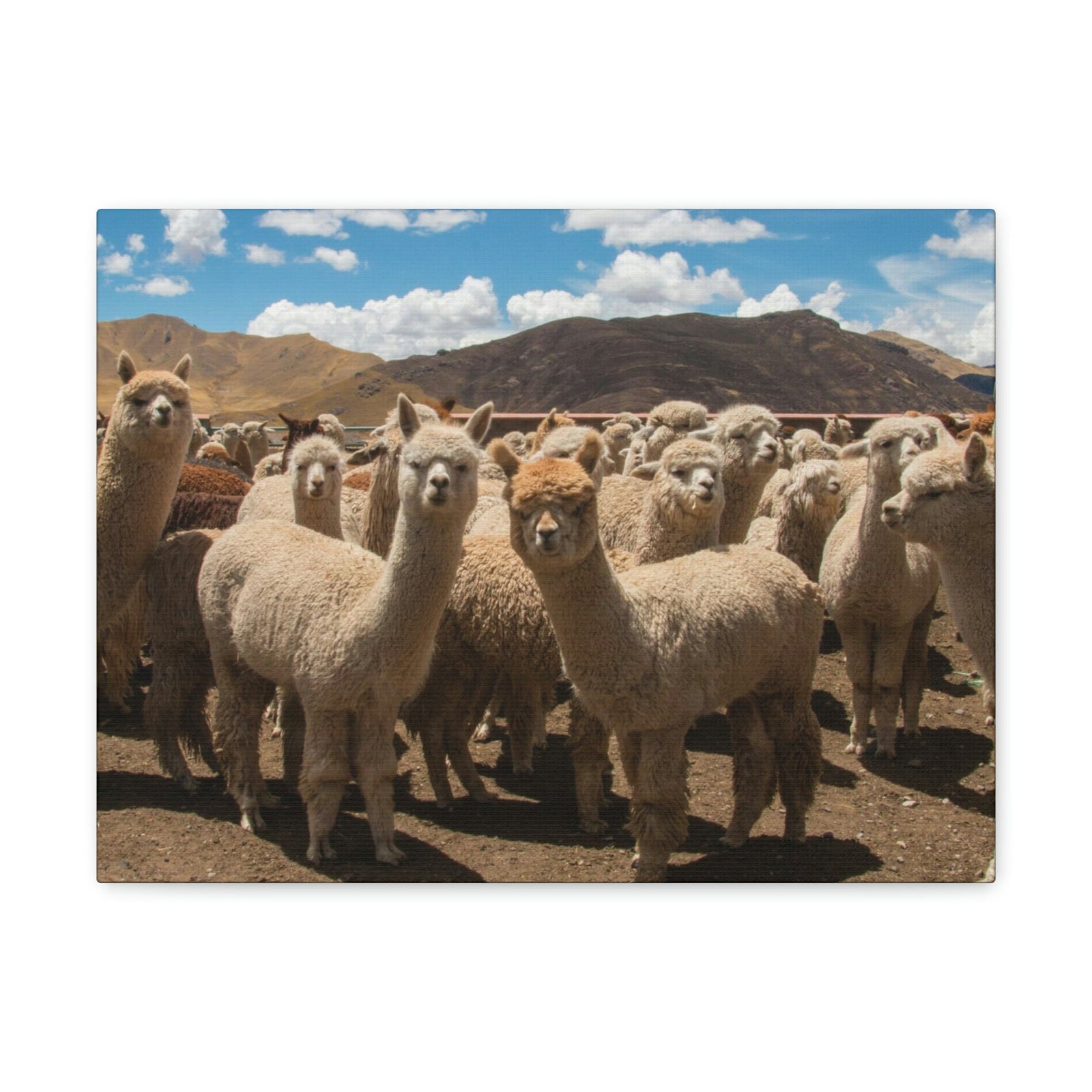 Staring Herd Of Alpaca Say Cheese Alpaca Outside Wall Art Ready To Hang Unframed-Express Your Love Gifts