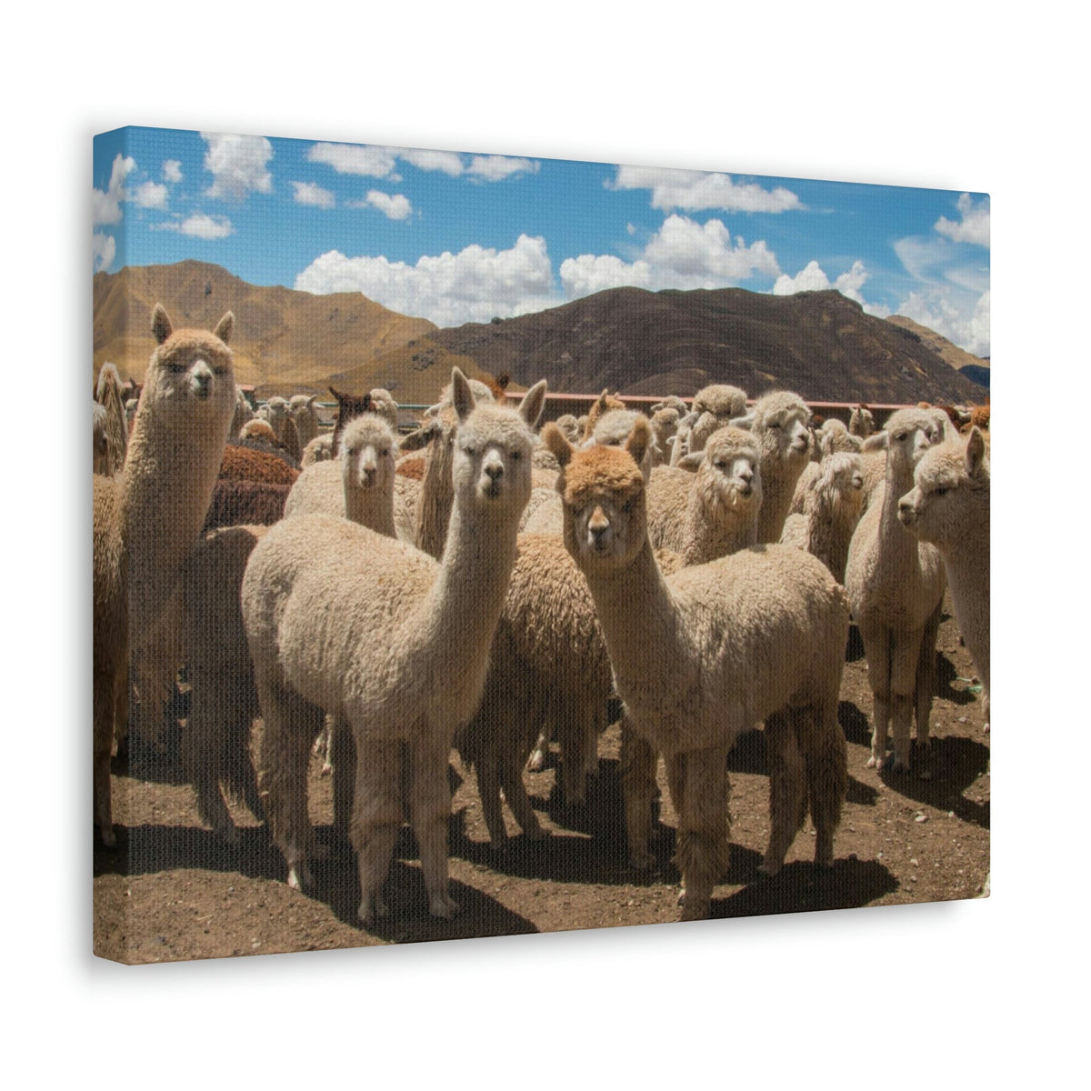 Staring Herd Of Alpaca Say Cheese Alpaca Outside Wall Art Ready To Hang Unframed-Express Your Love Gifts