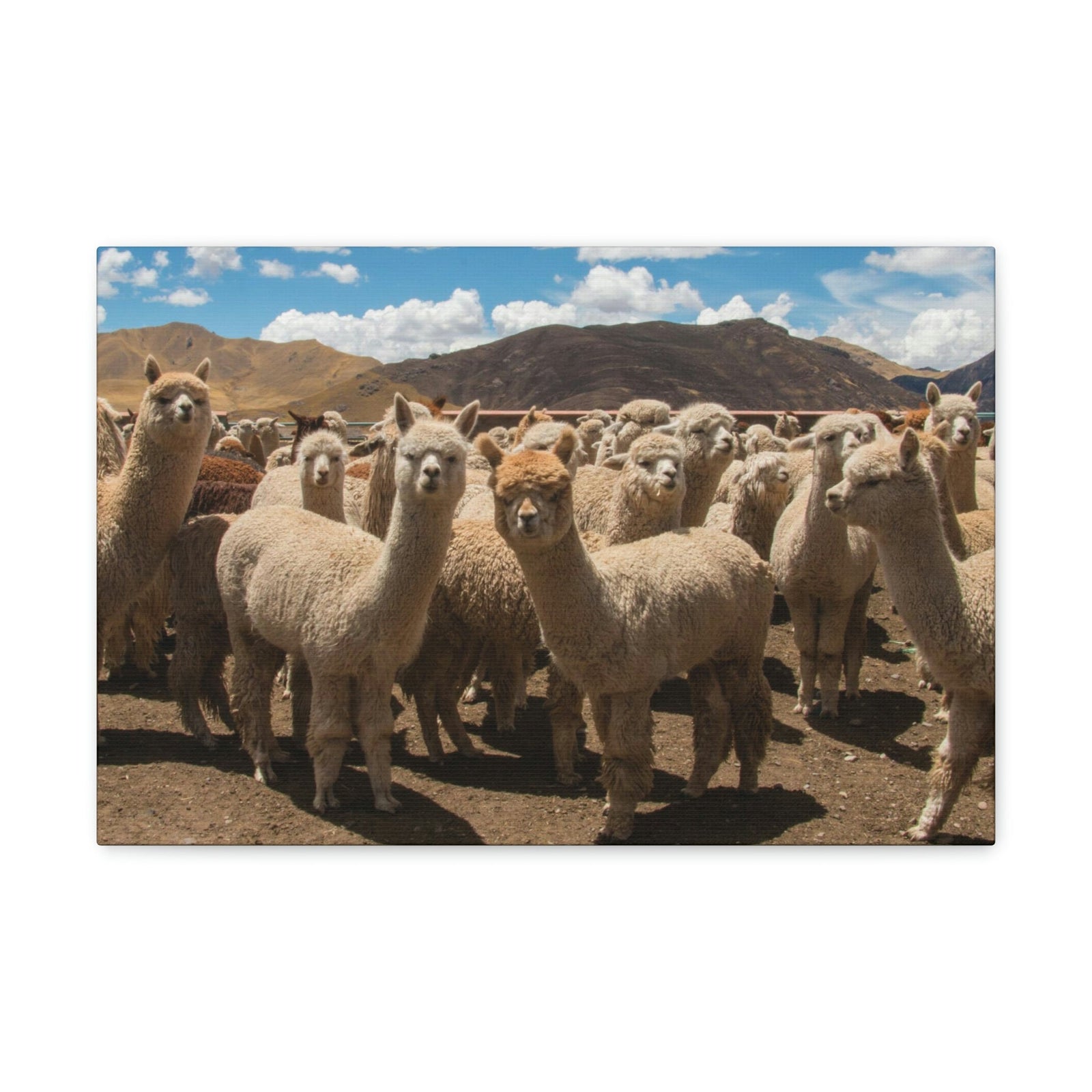 Staring Herd Of Alpaca Say Cheese Alpaca Outside Wall Art Ready To Hang Unframed-Express Your Love Gifts