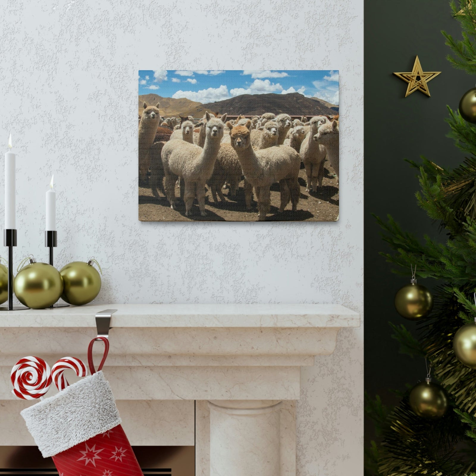 Staring Herd Of Alpaca Say Cheese Alpaca Outside Wall Art Ready To Hang Unframed-Express Your Love Gifts