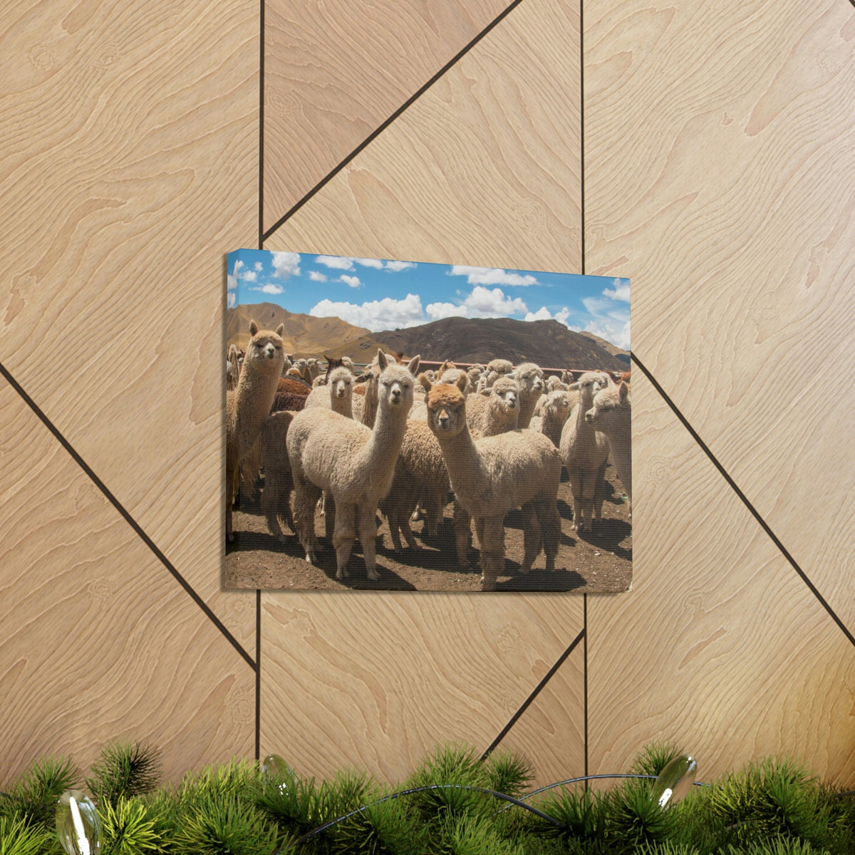 Staring Herd Of Alpaca Say Cheese Alpaca Outside Wall Art Ready To Hang Unframed-Express Your Love Gifts