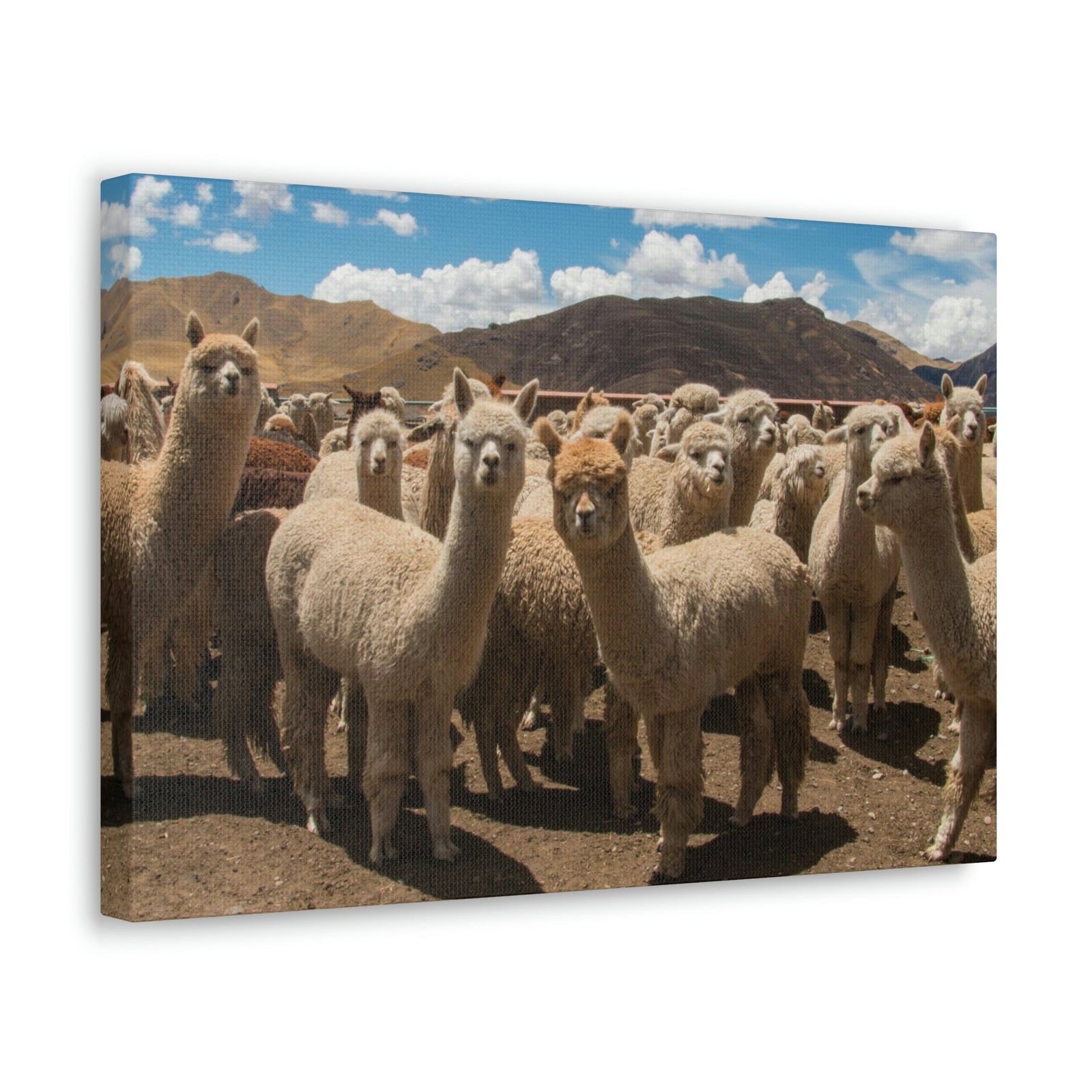 Staring Herd Of Alpaca Say Cheese Alpaca Outside Wall Art Ready To Hang Unframed-Express Your Love Gifts