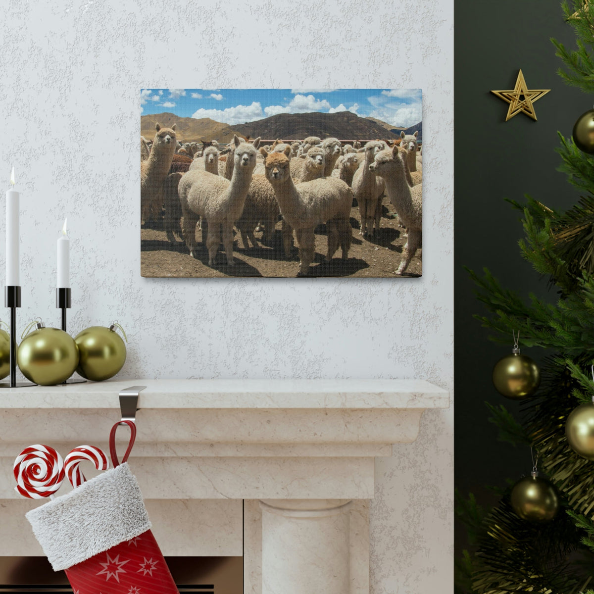 Staring Herd Of Alpaca Say Cheese Alpaca Outside Wall Art Ready To Hang Unframed-Express Your Love Gifts