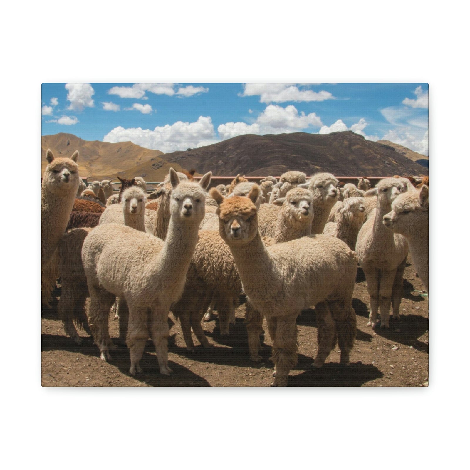 Staring Herd Of Alpaca Say Cheese Alpaca Outside Wall Art Ready To Hang Unframed-Express Your Love Gifts