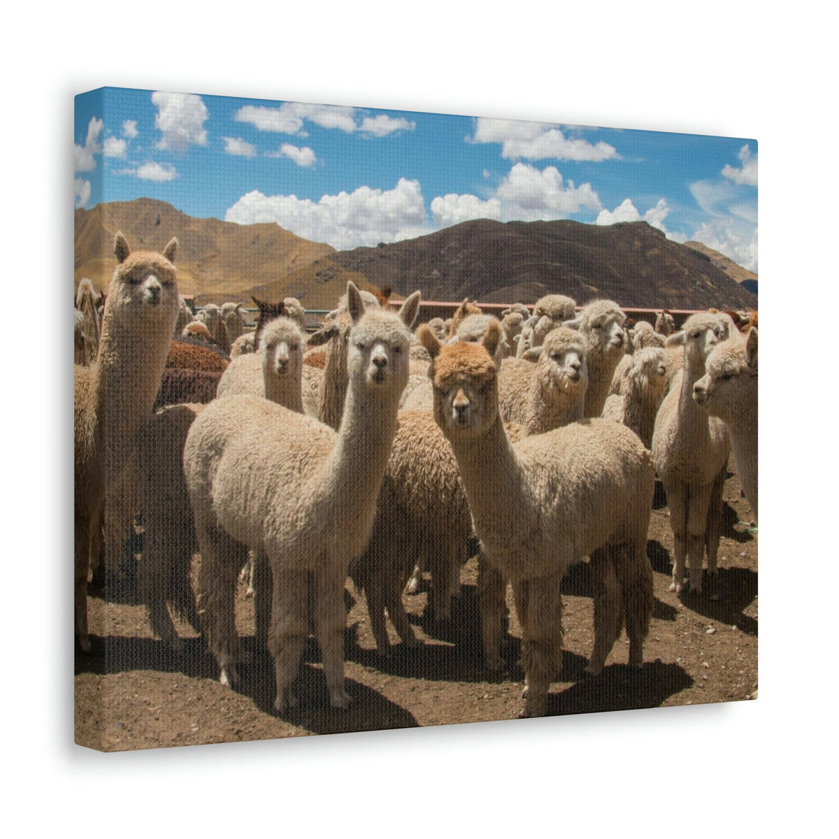 Staring Herd Of Alpaca Say Cheese Alpaca Outside Wall Art Ready To Hang Unframed-Express Your Love Gifts