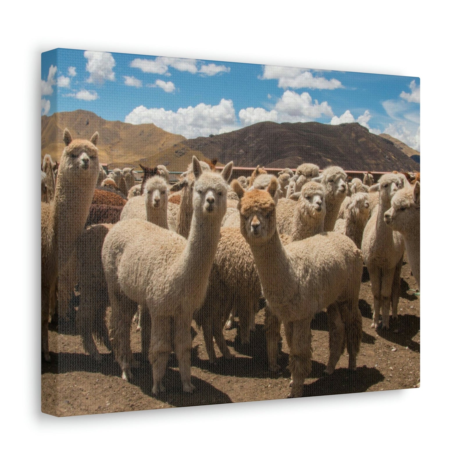 Staring Herd Of Alpaca Say Cheese Alpaca Outside Wall Art Ready To Hang Unframed-Express Your Love Gifts