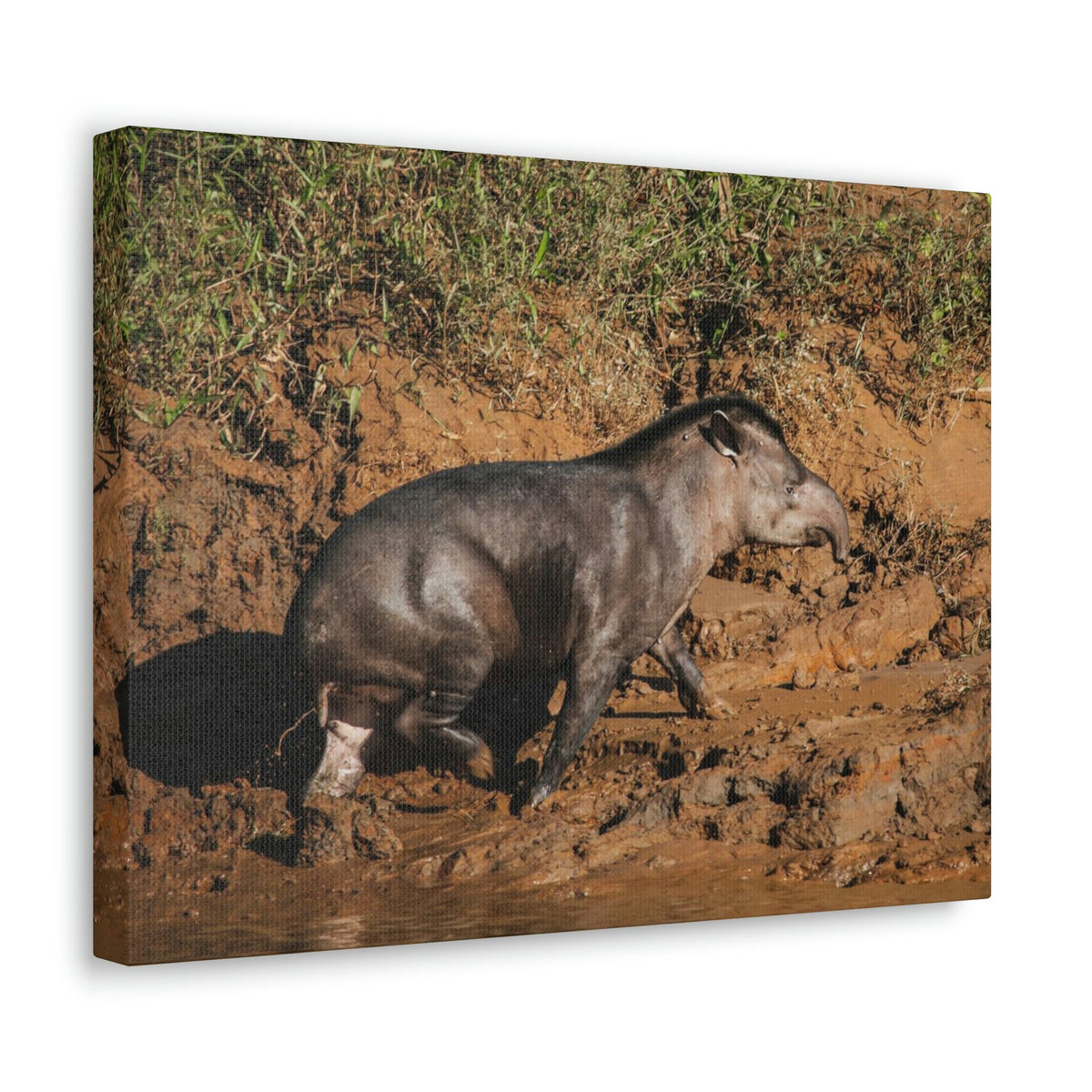 Scripture Walls Tapir Hunting Tapir on Hunt Print Animal Wall Art Wildlife Canvas Prints Wall Art Ready to Hang Unframed-Express Your Love Gifts