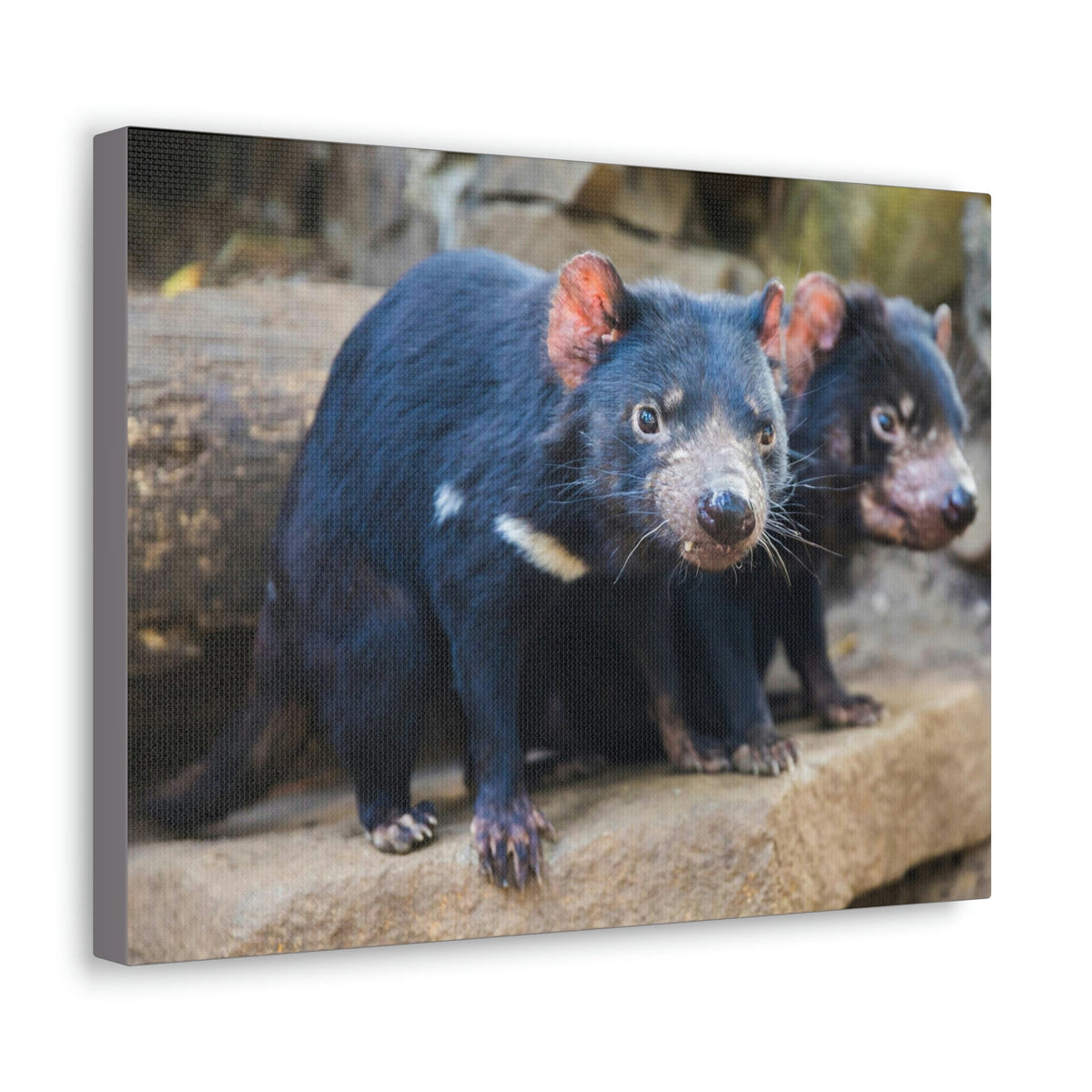 Scripture Walls Tasmanian Devil Couple Tasmanian Devil Couple Print Animal Wall Art Wildlife Canvas Prints Wall Art Ready to Hang Unframed-Express Your Love Gifts