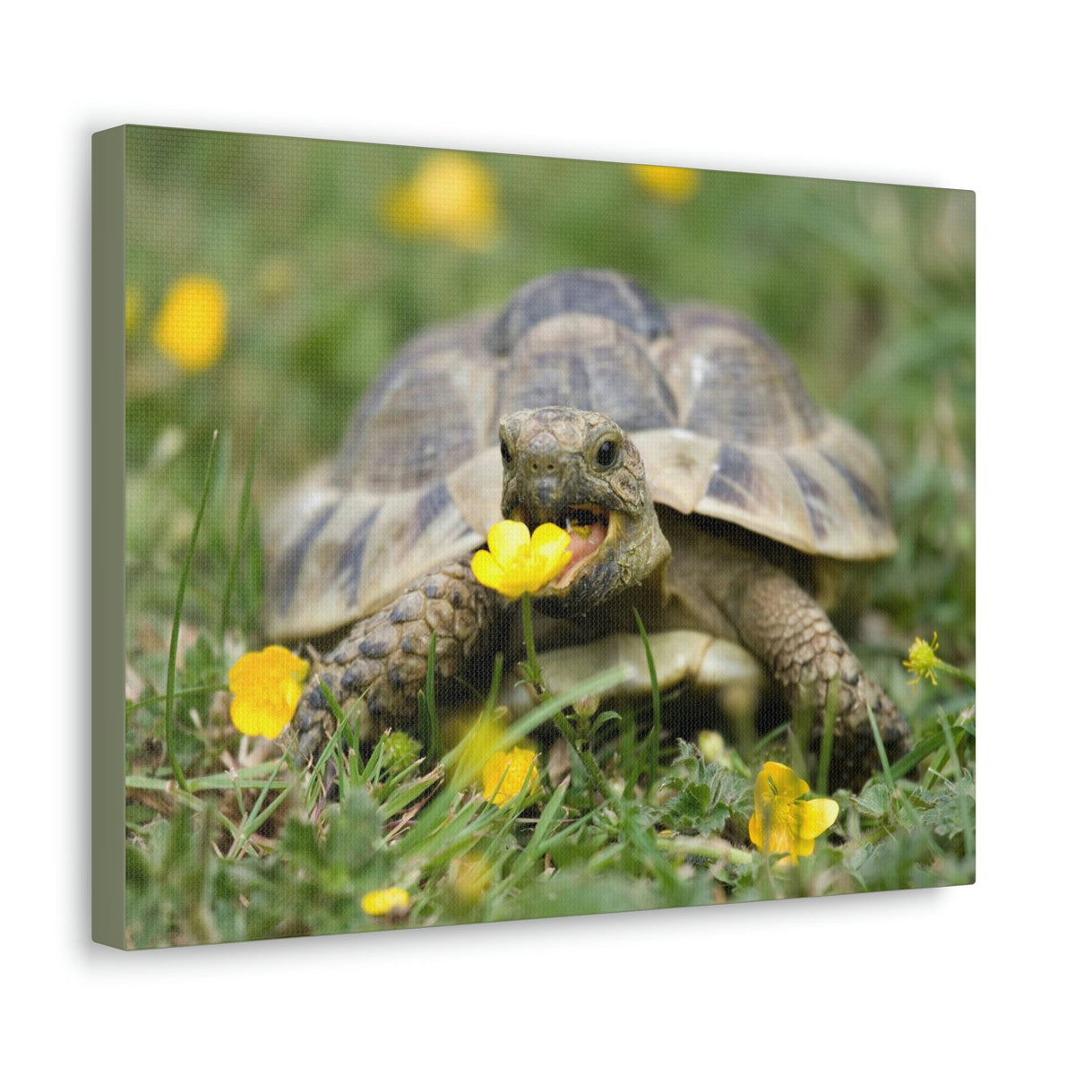Scripture Walls Tortoise Hunting Tortoise on Hunt Print Animal Wall Art Wildlife Canvas Prints Wall Art Ready to Hang Unframed-Express Your Love Gifts