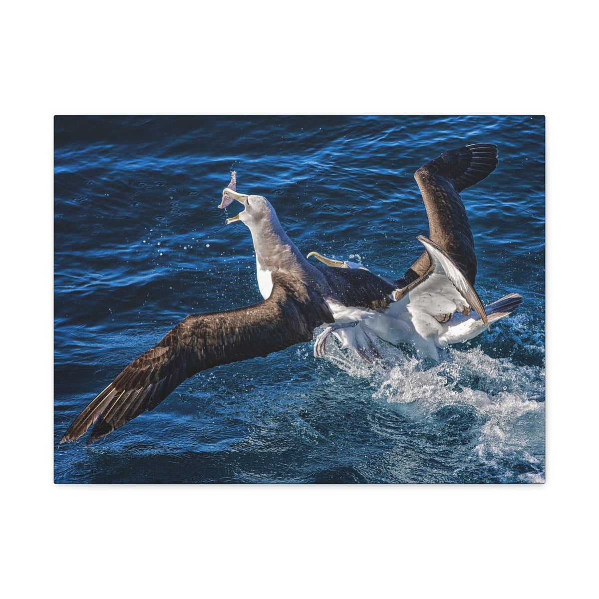 Two Albatross Fighting Over Food Canvas Gallery Wraps Unframed-Express Your Love Gifts