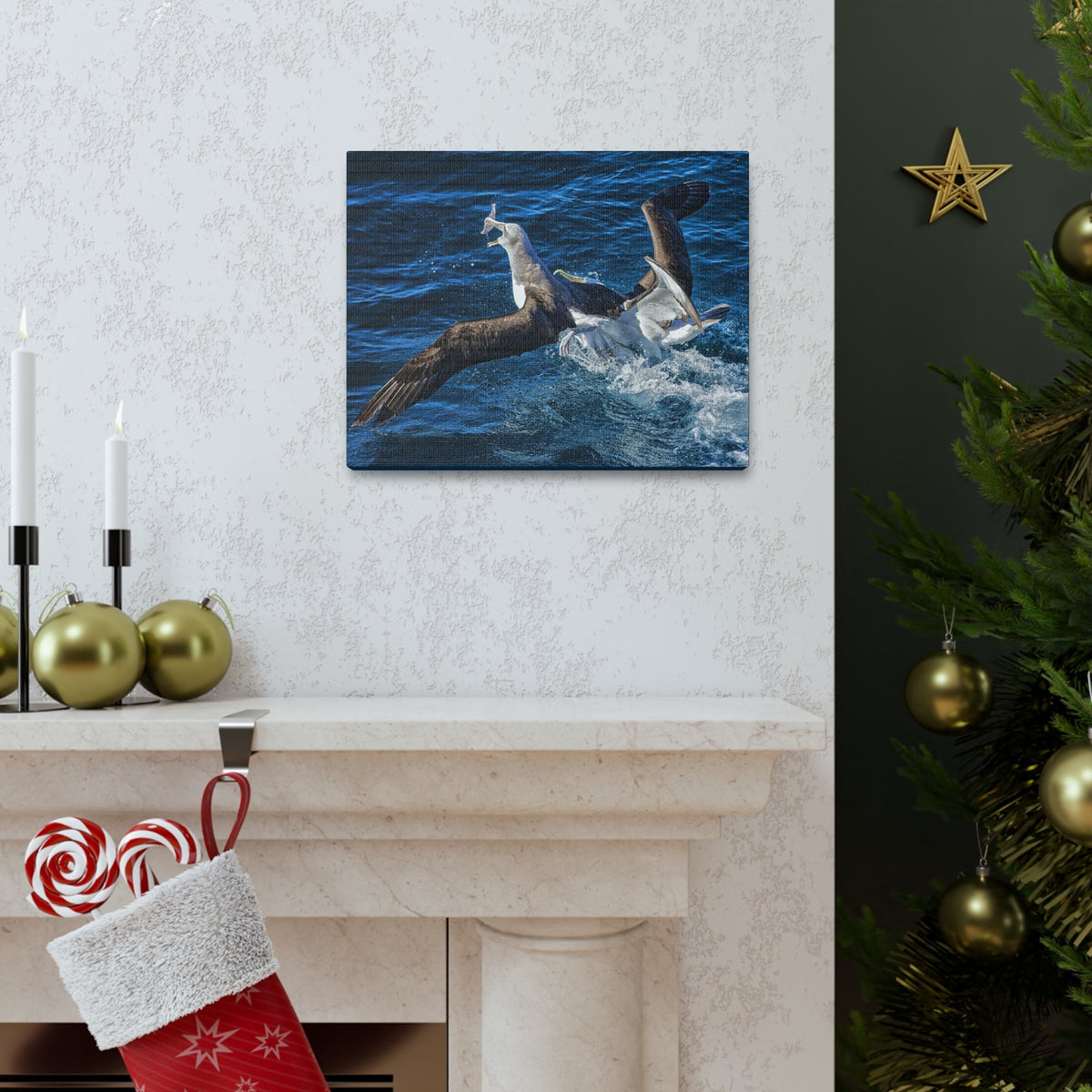 Two Albatross Fighting Over Food Canvas Gallery Wraps Unframed-Express Your Love Gifts