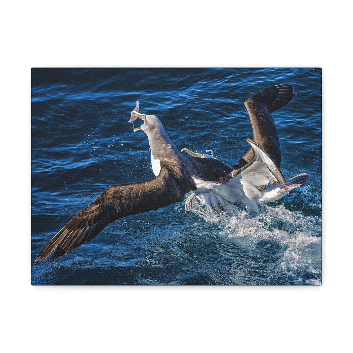 Two Albatross Fighting Over Food Canvas Gallery Wraps Unframed-Express Your Love Gifts