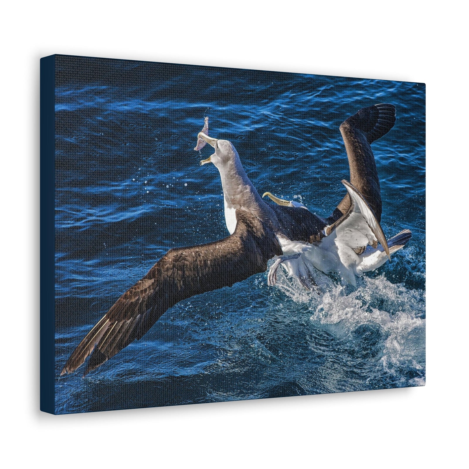 Two Albatross Fighting Over Food Canvas Gallery Wraps Unframed-Express Your Love Gifts