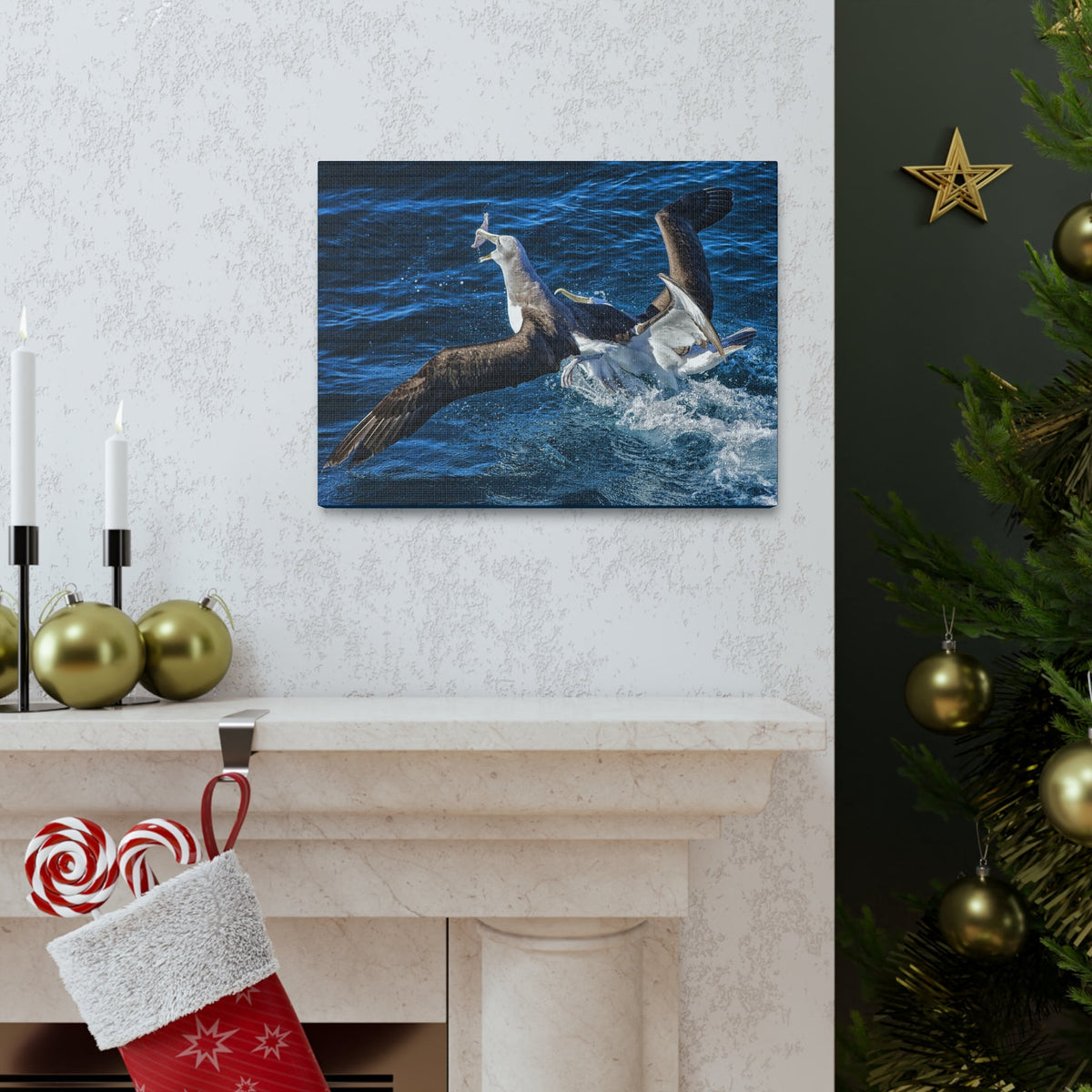 Two Albatross Fighting Over Food Canvas Gallery Wraps Unframed-Express Your Love Gifts
