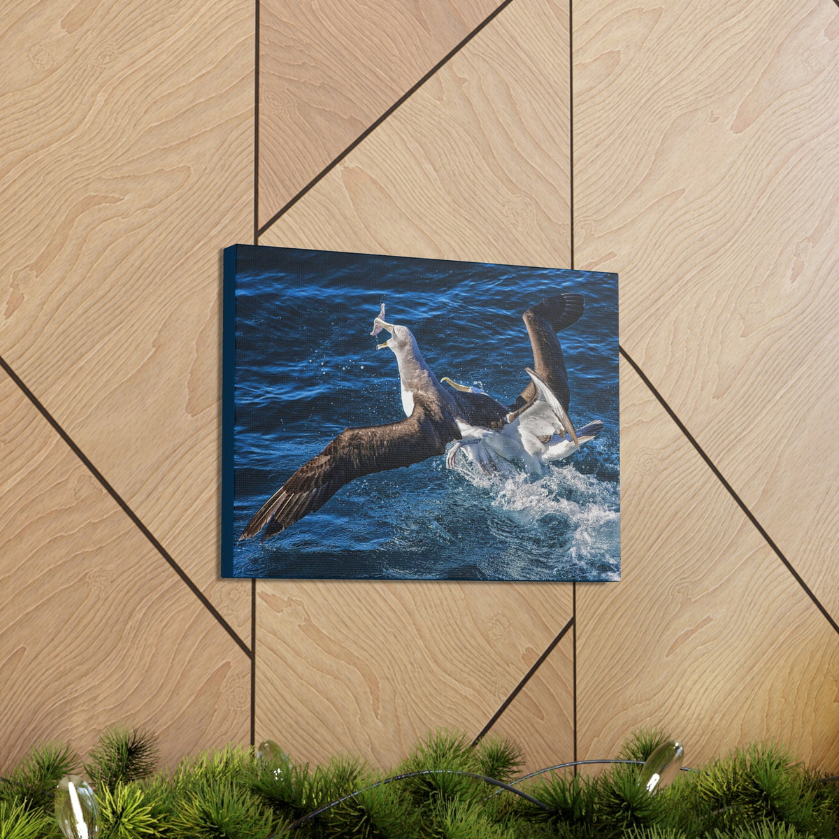 Two Albatross Fighting Over Food Canvas Gallery Wraps Unframed-Express Your Love Gifts