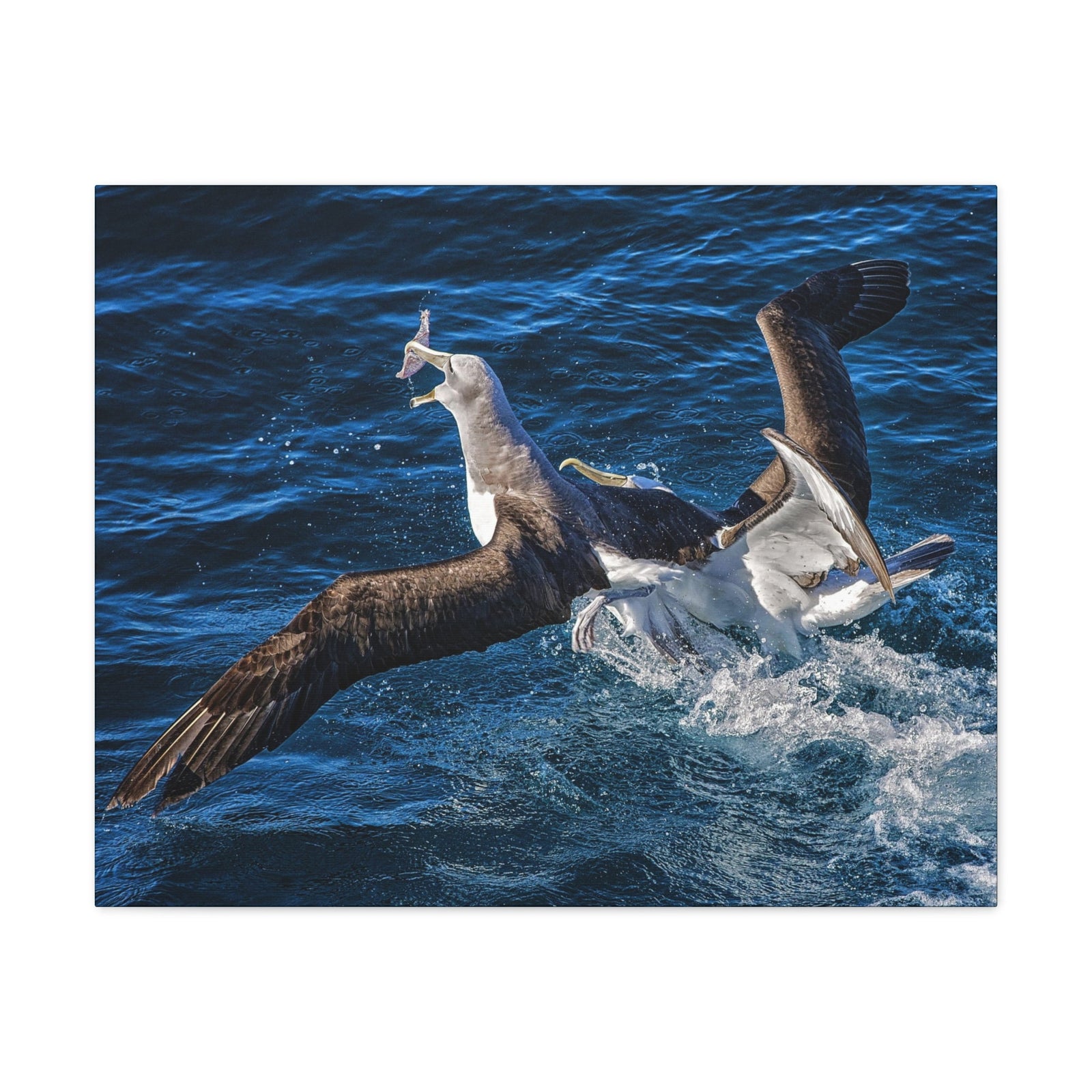 Two Albatross Fighting Over Food Canvas Gallery Wraps Unframed-Express Your Love Gifts