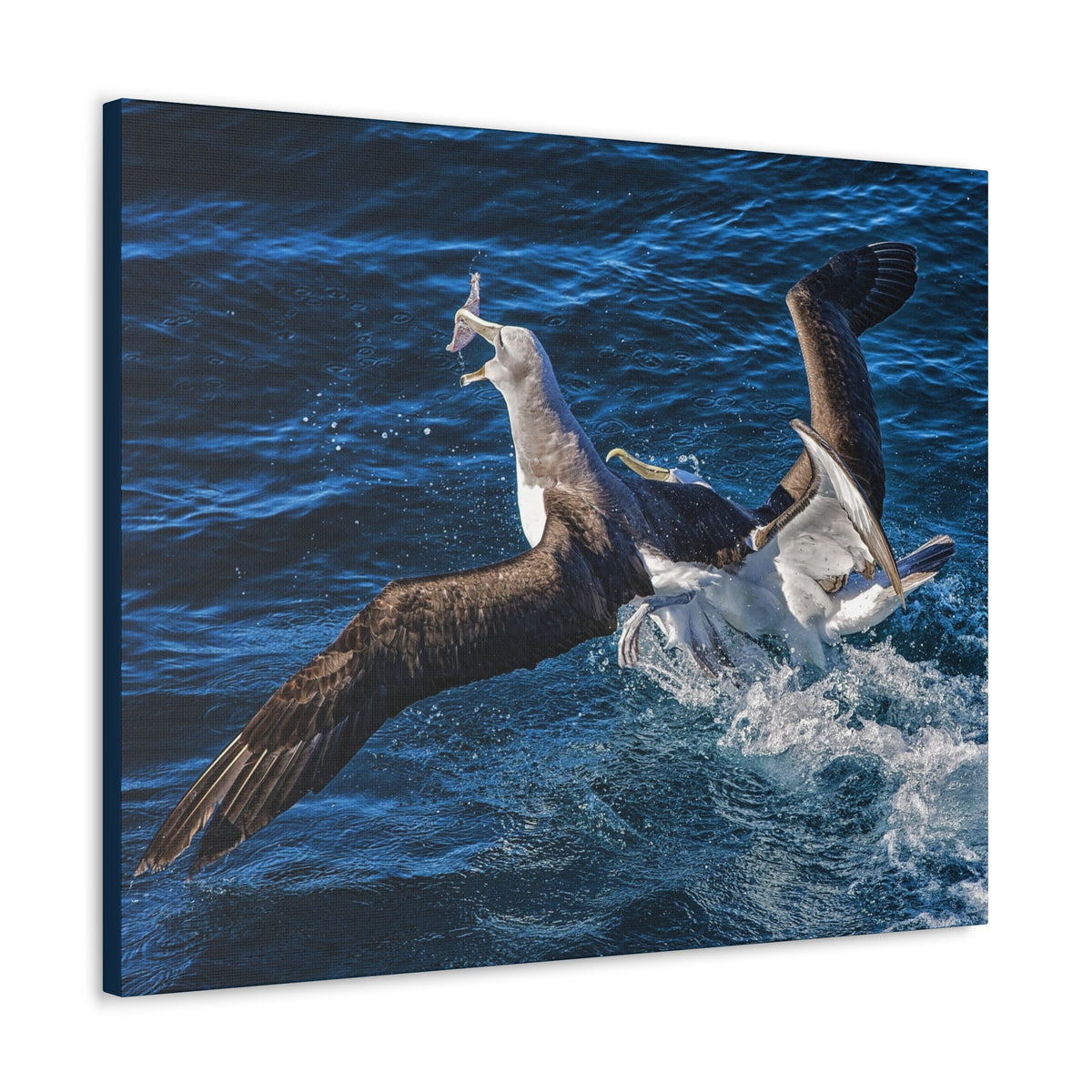 Two Albatross Fighting Over Food Canvas Gallery Wraps Unframed-Express Your Love Gifts
