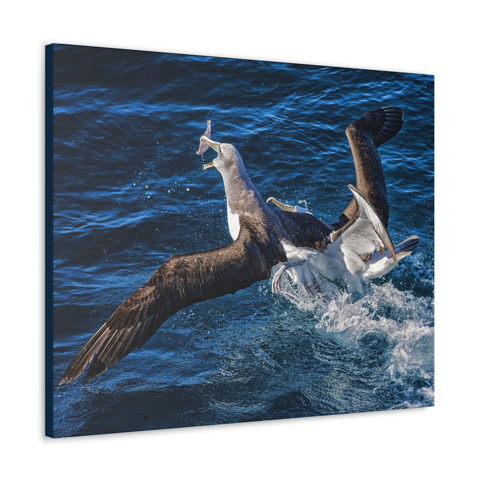Two Albatross Fighting Over Food Canvas Gallery Wraps Unframed-Express Your Love Gifts