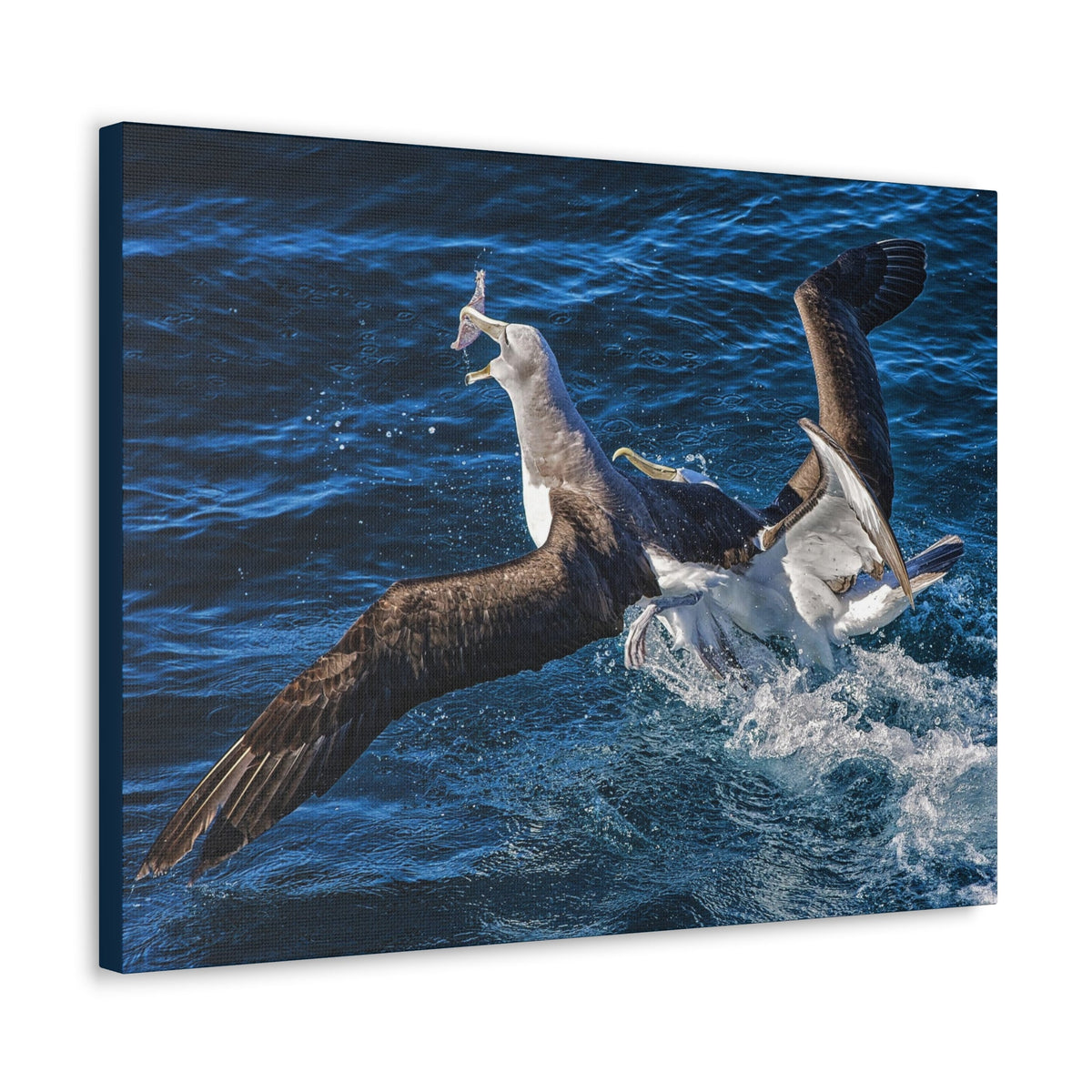 Two Albatross Fighting Over Food Canvas Gallery Wraps Unframed-Express Your Love Gifts