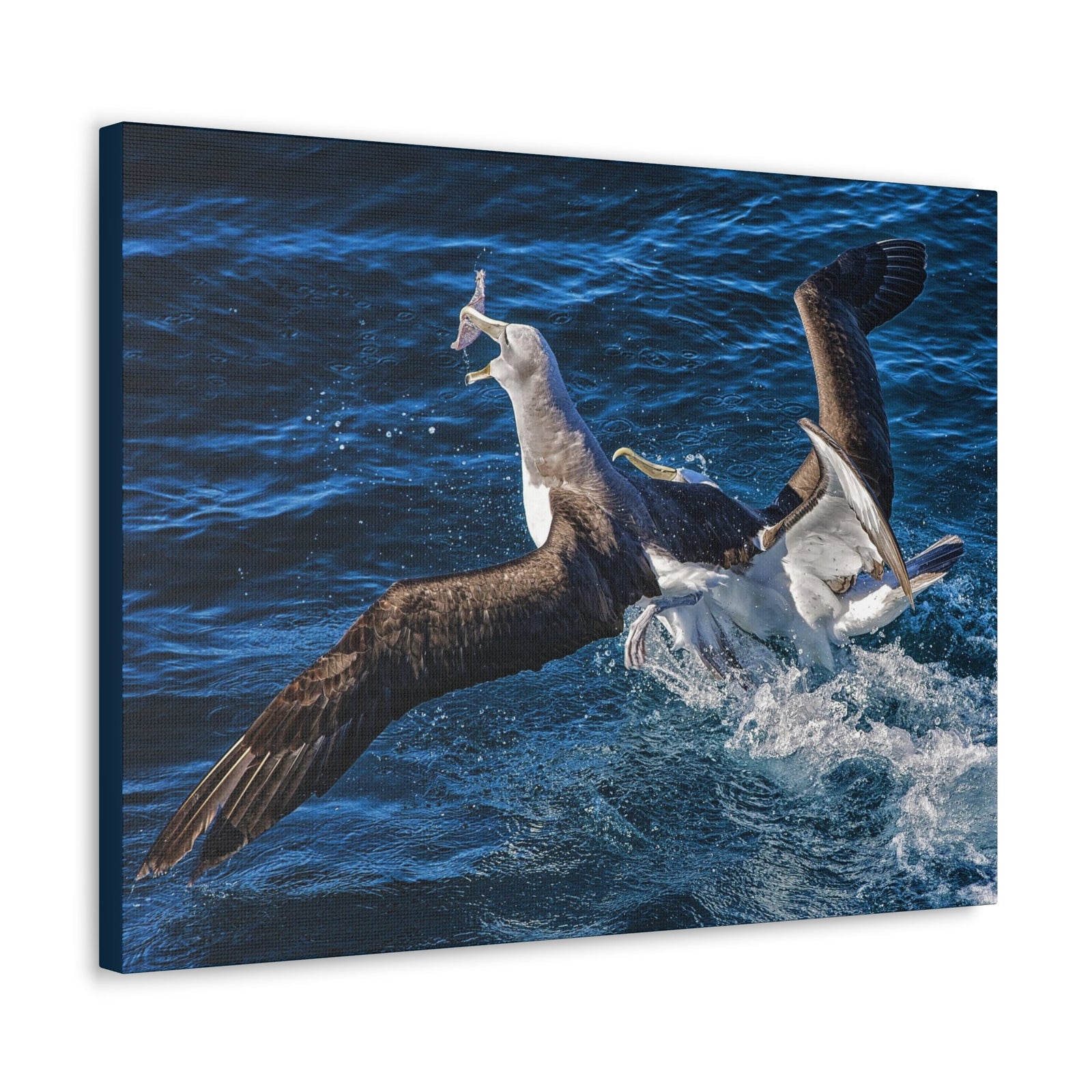 Two Albatross Fighting Over Food Canvas Gallery Wraps Unframed-Express Your Love Gifts