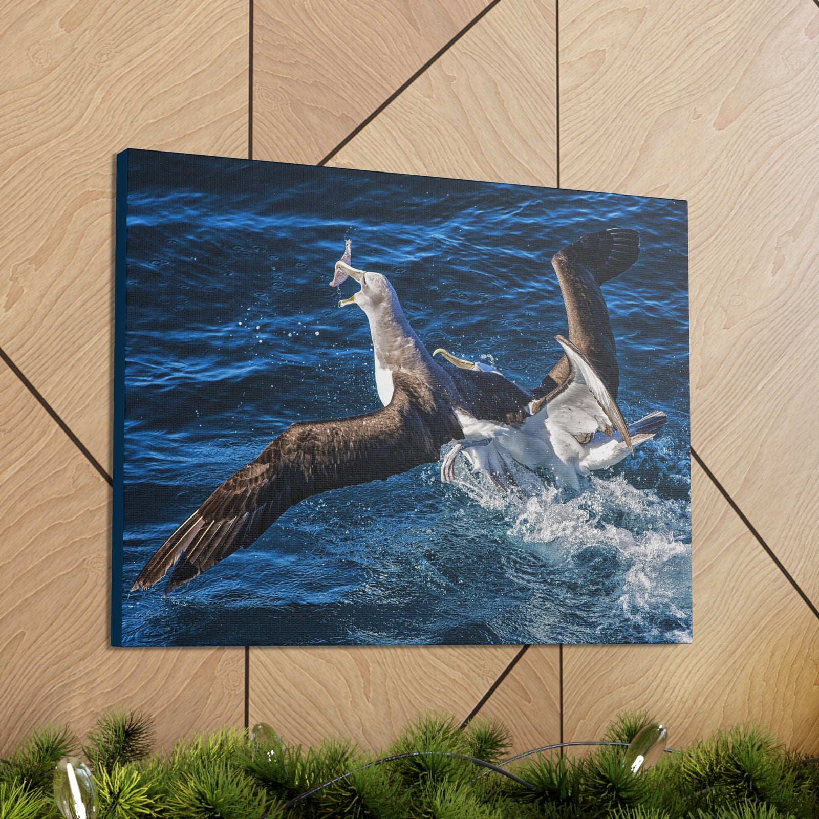 Two Albatross Fighting Over Food Canvas Gallery Wraps Unframed-Express Your Love Gifts
